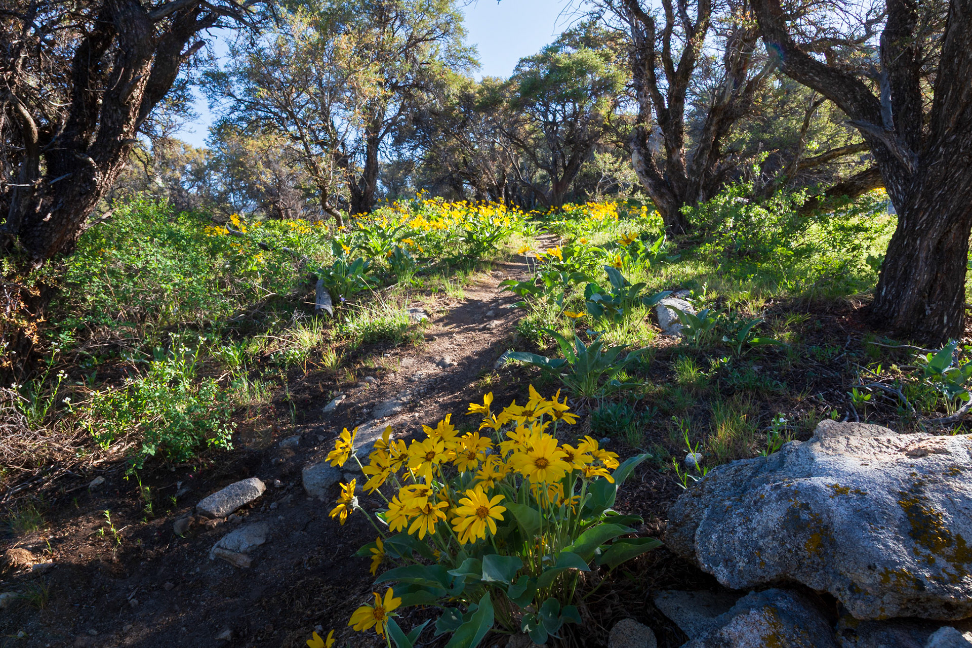 Flower path, City of Rocks
