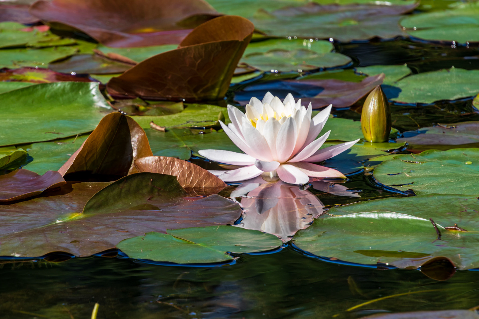 Lily pads and FLower