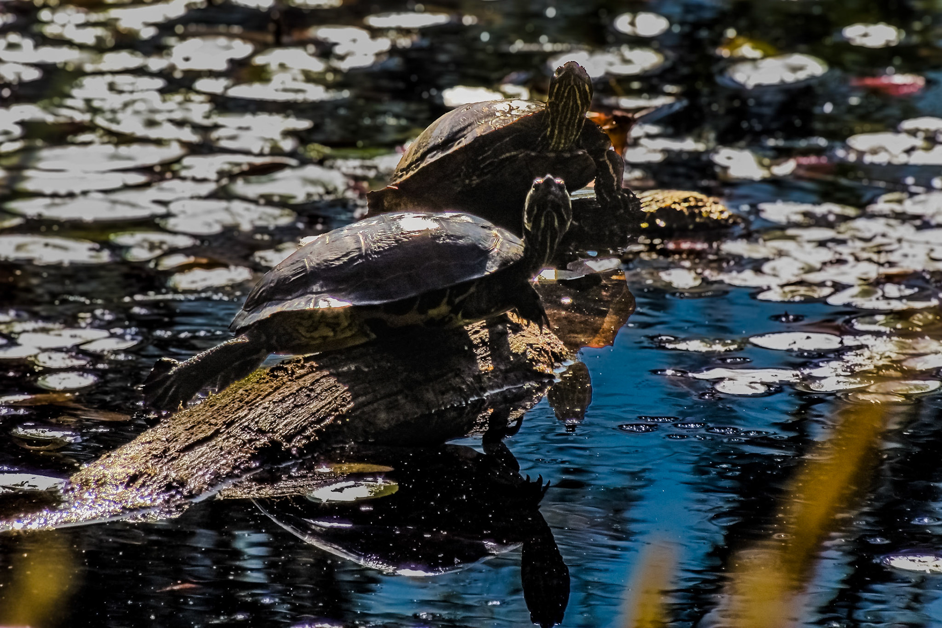 Turtles basking in the Sun