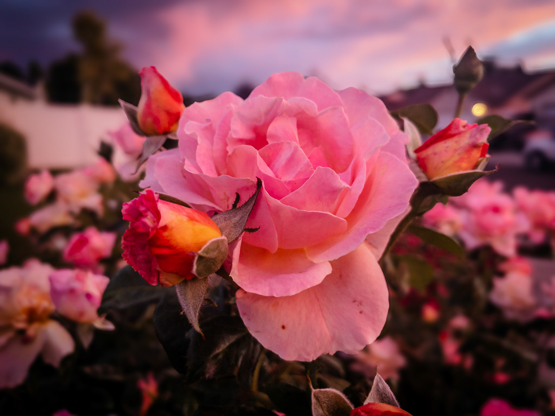 Urban Rose Bush