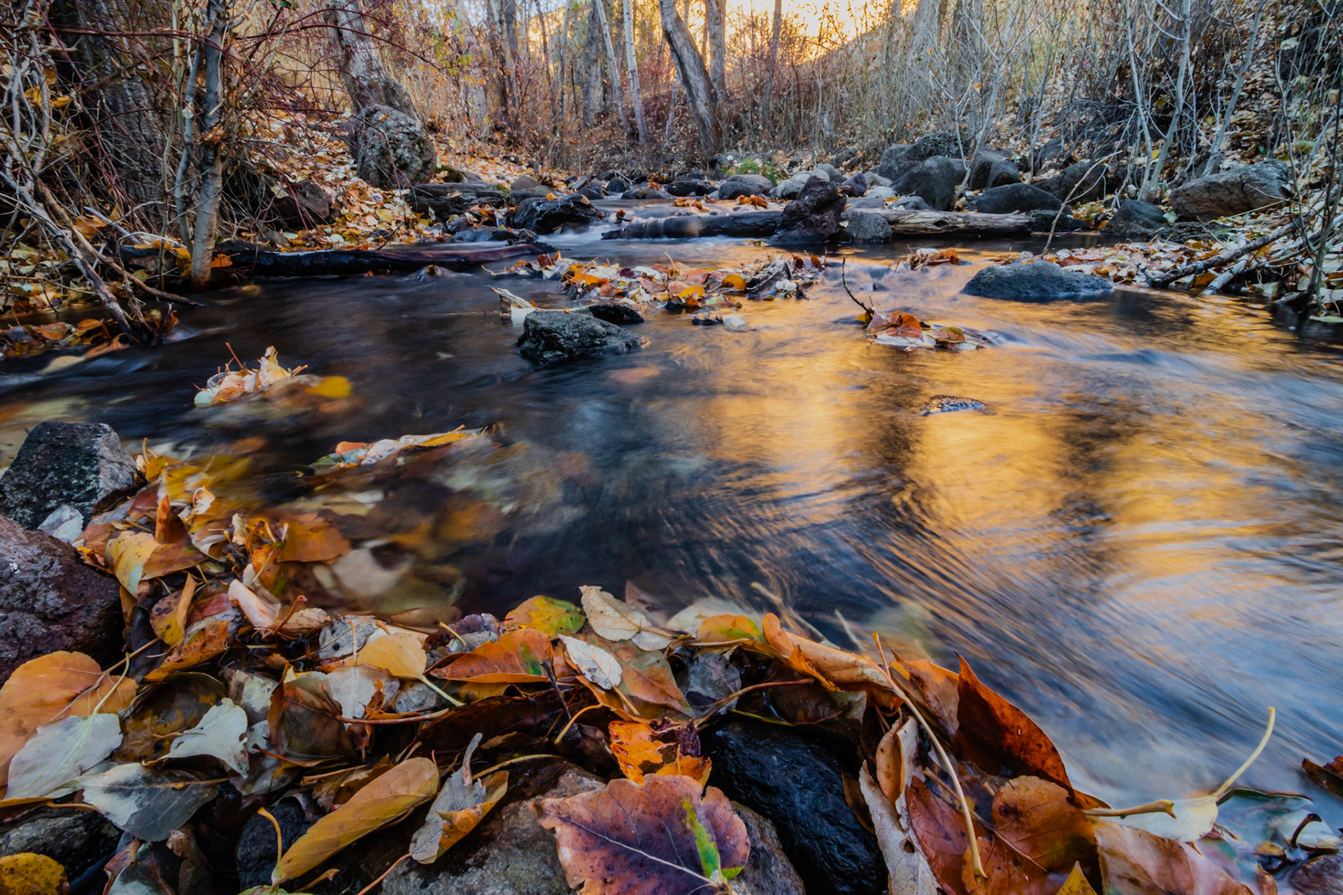 Golden Autumn Leaves