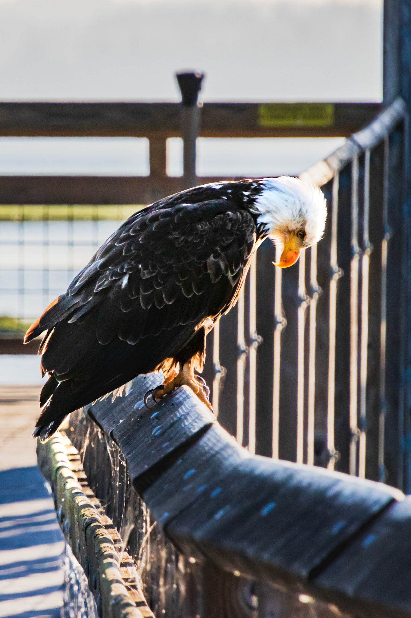 Perched on the Boardwalk #4