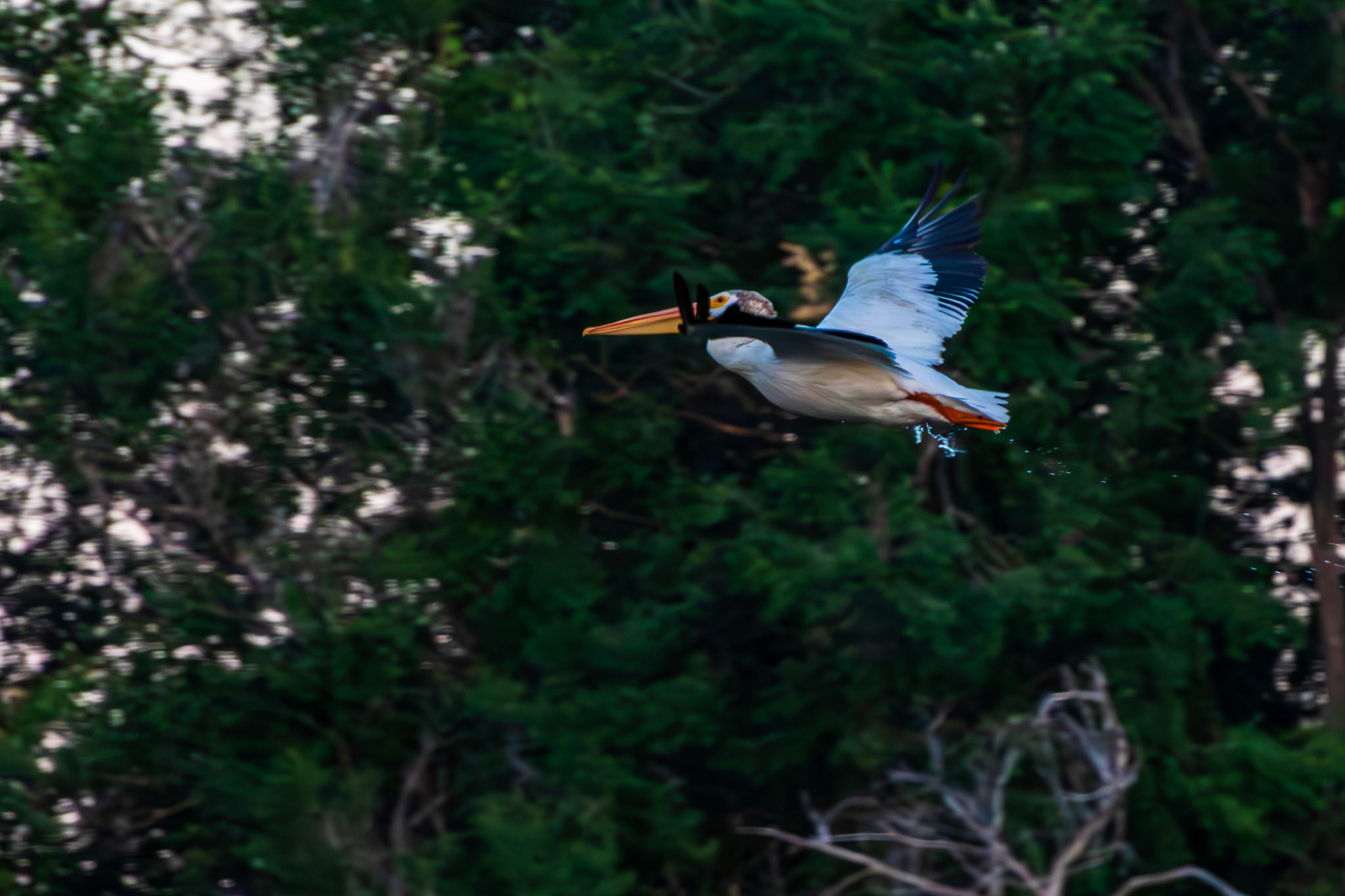 Pelican in Flight