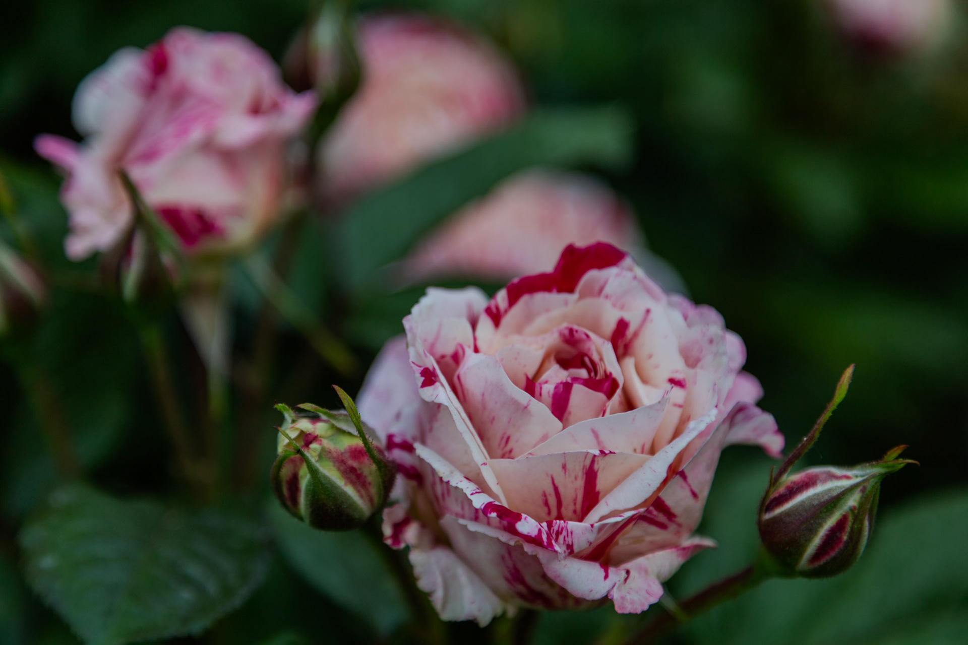 candy cane rose
