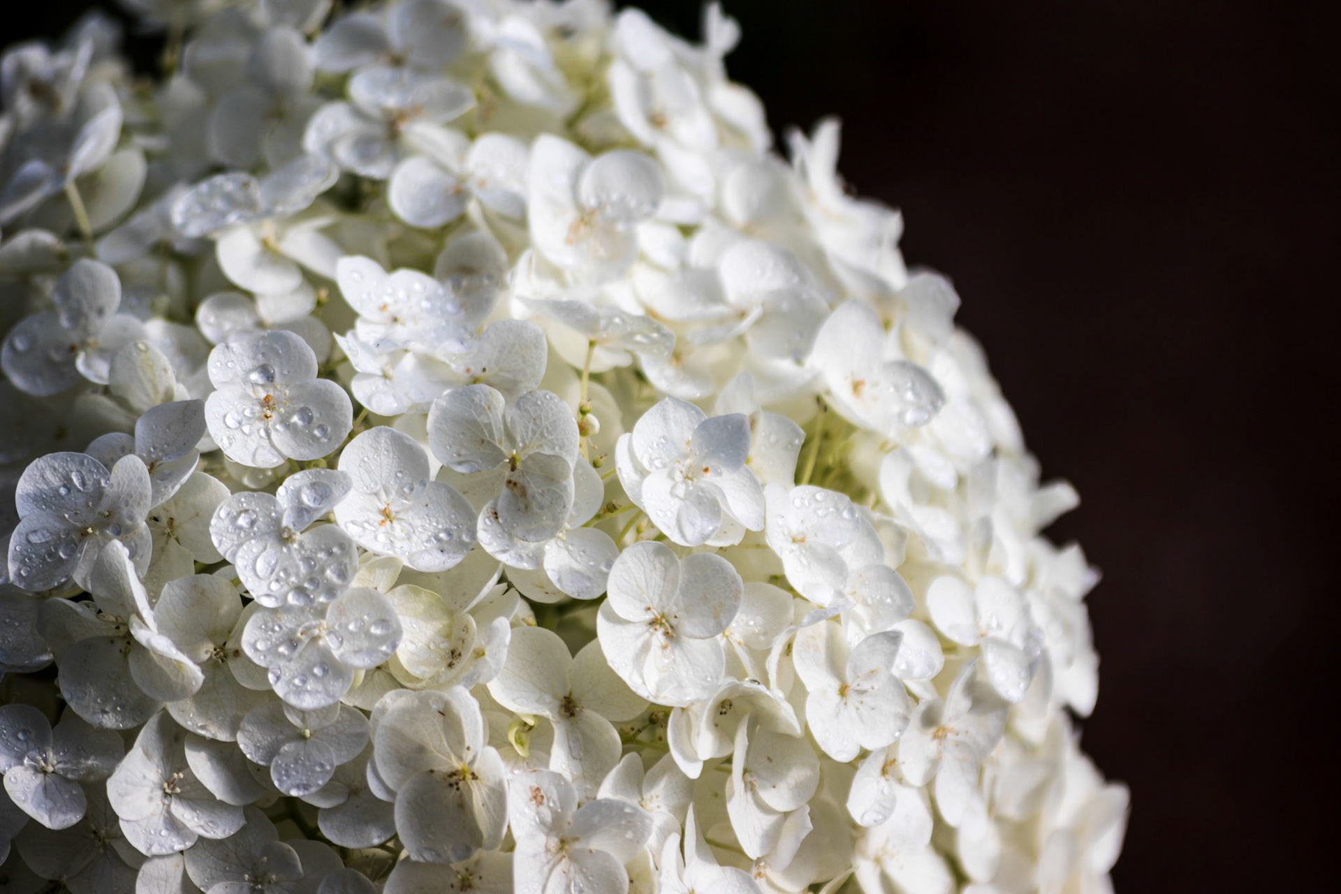 Hydrangeas after rain #2