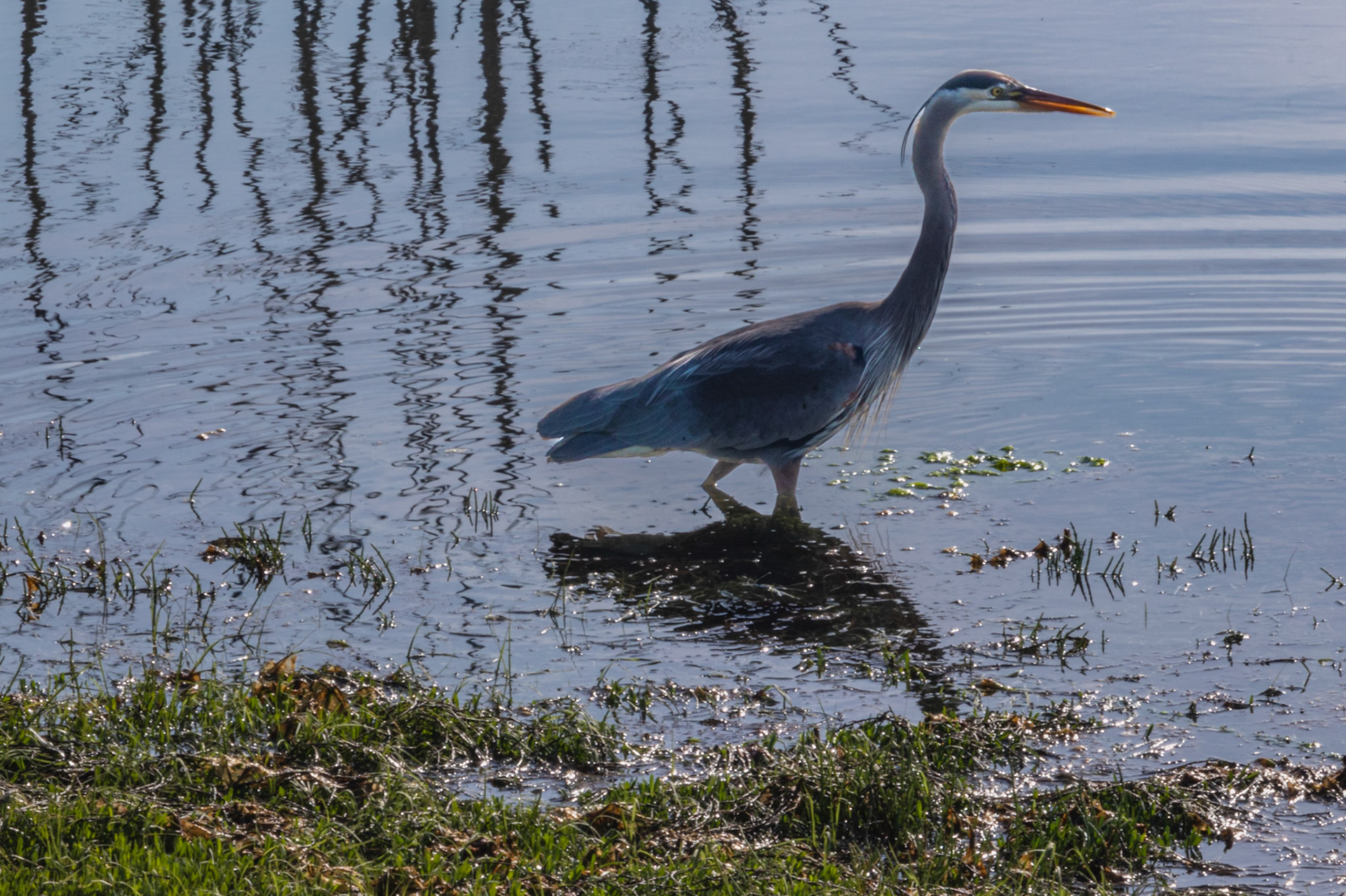 Heron Searching for Food