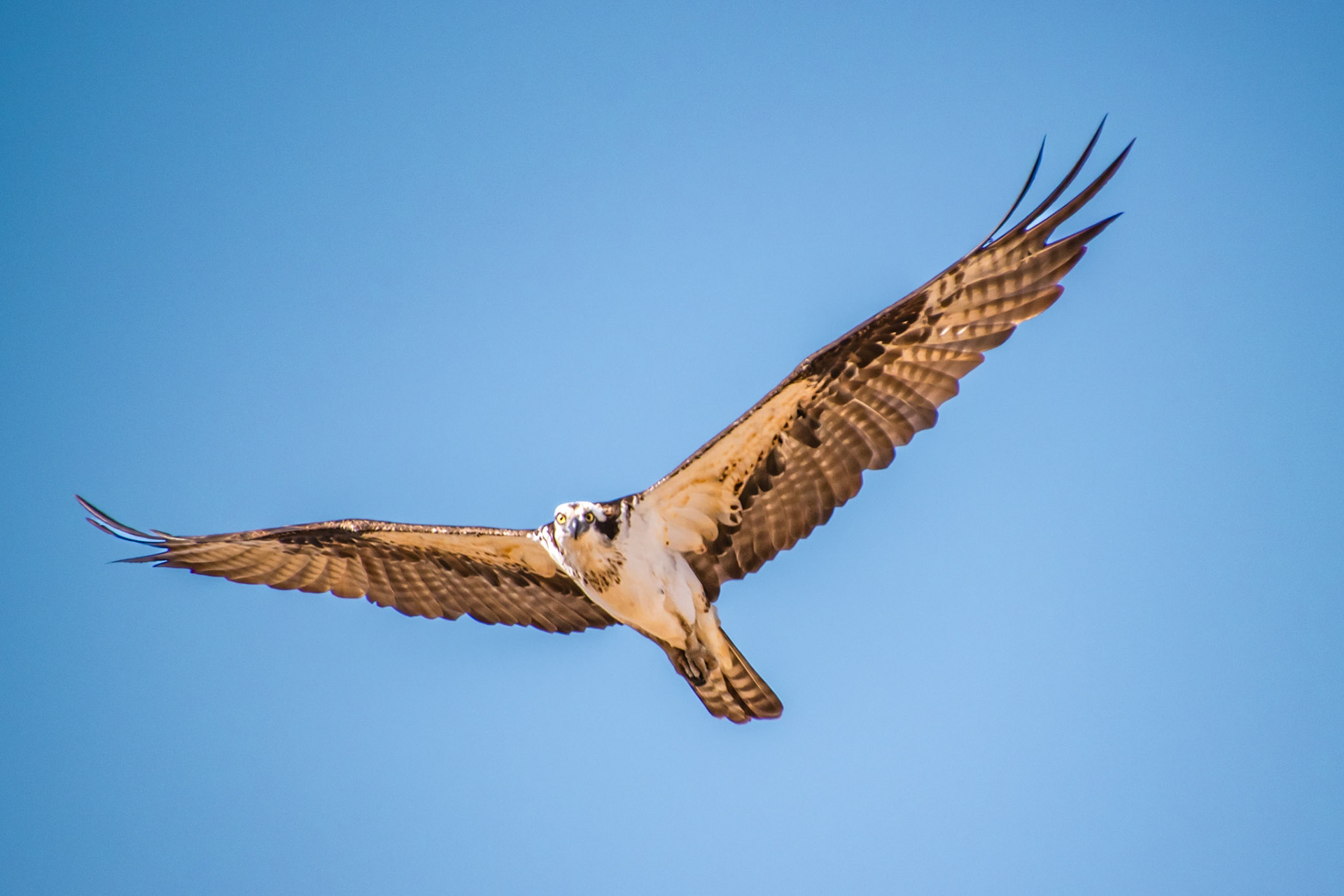 Soaring Osprey #2