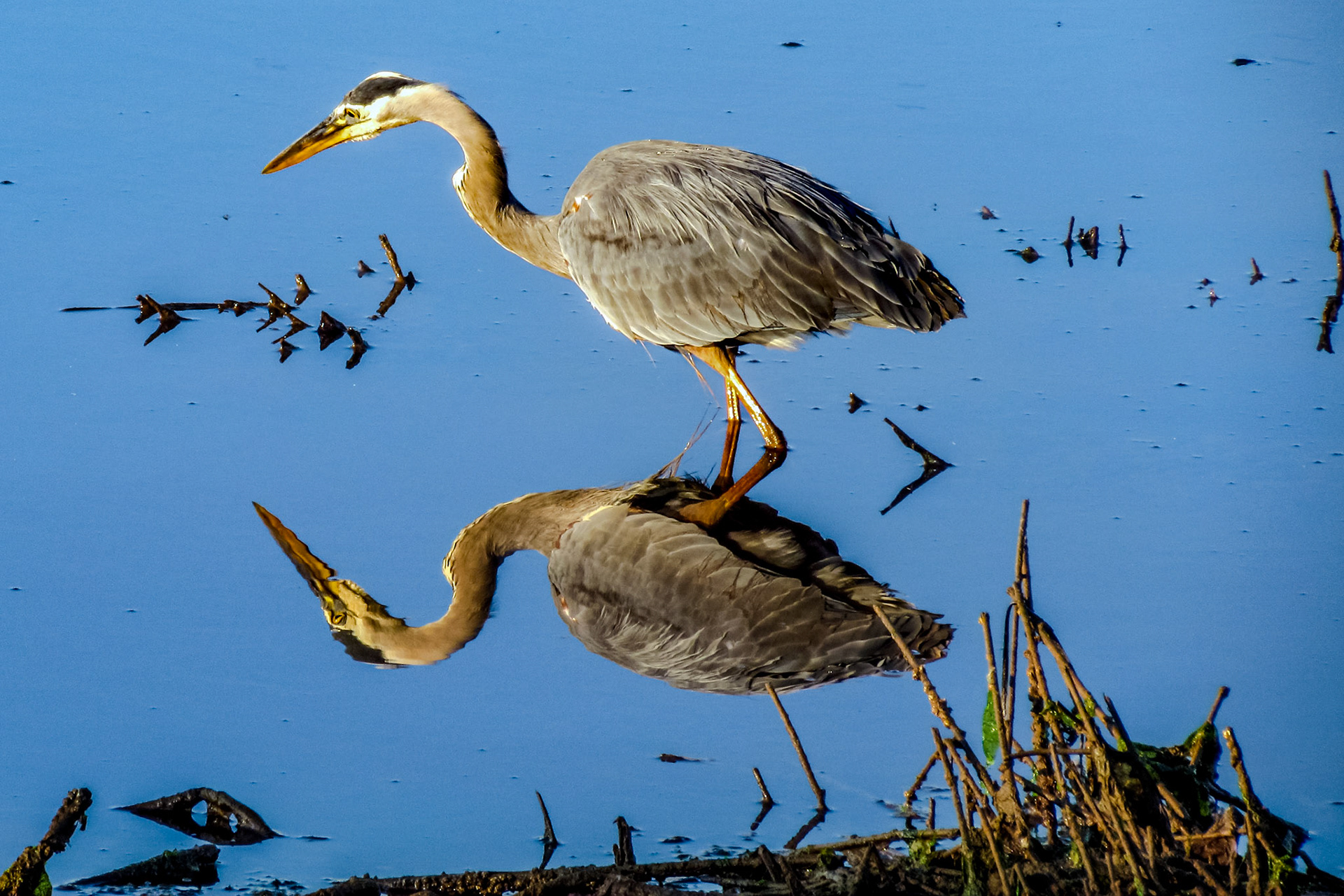 Great Grey Heron Hunting