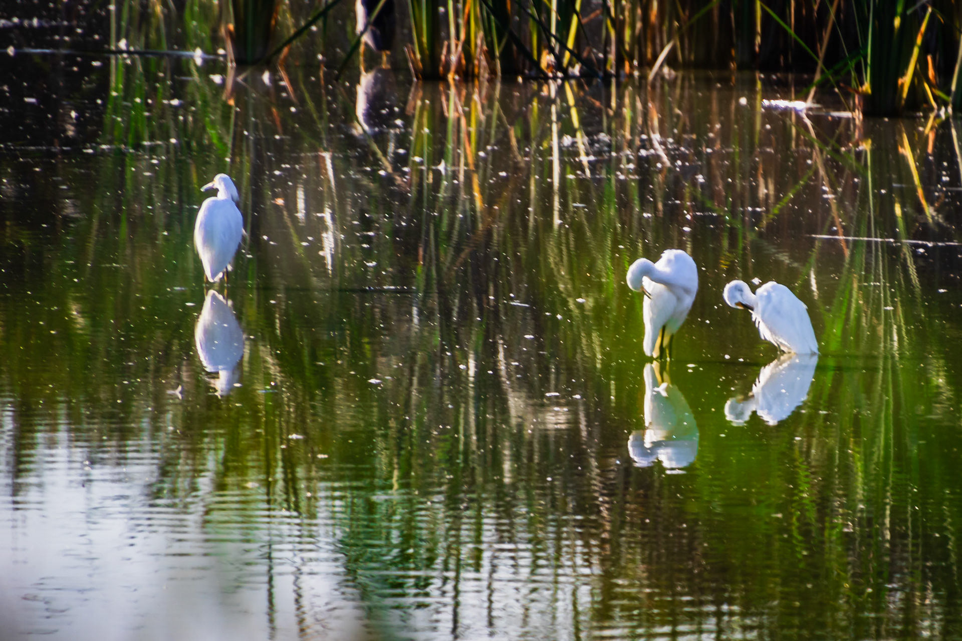 Egrets Preening