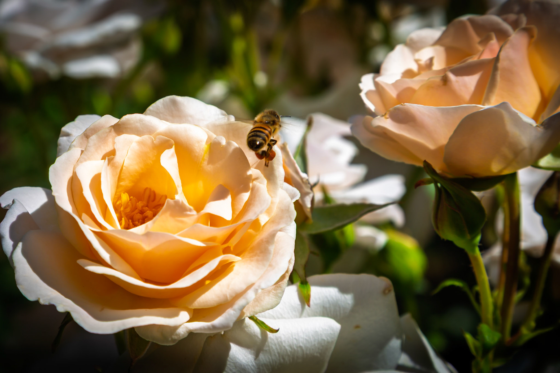 Busy bee