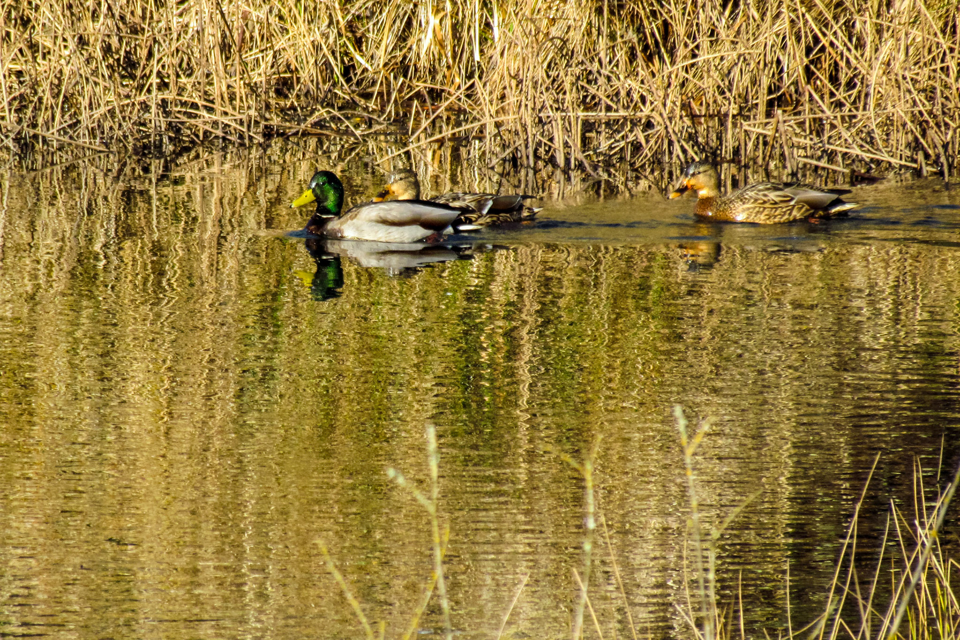 Mallards in Golden Light