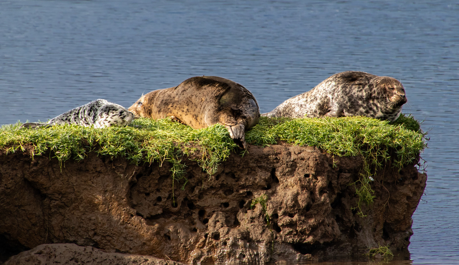 Sea Lion Family