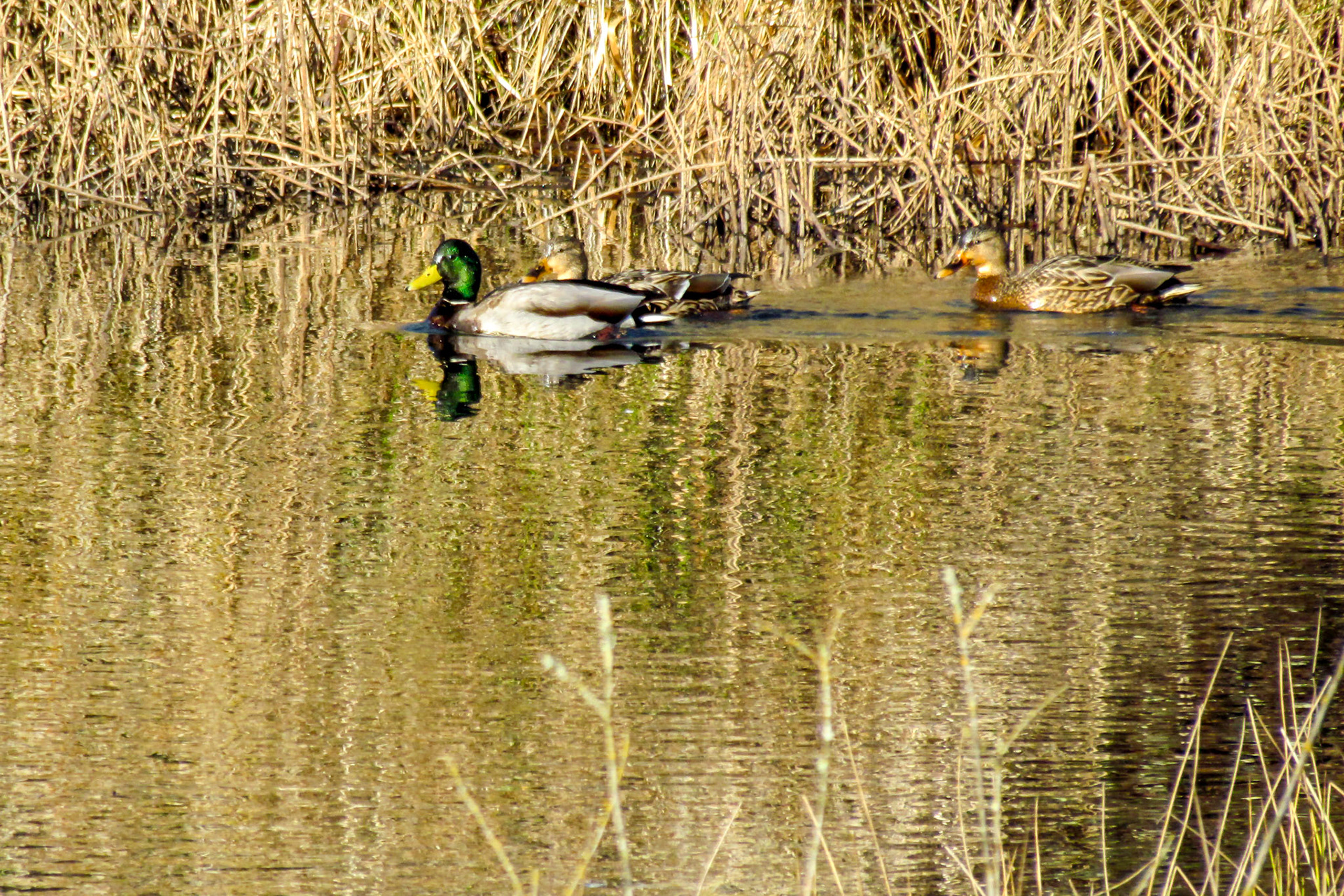 Mallards 