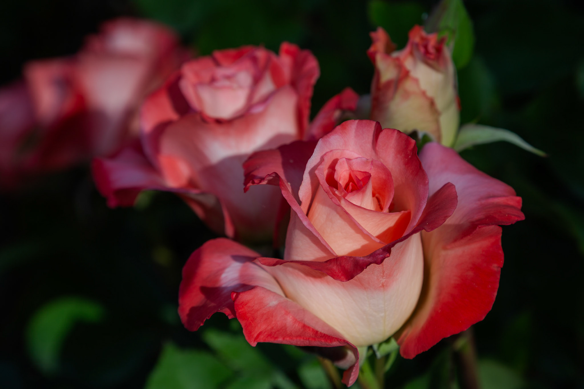 three roses