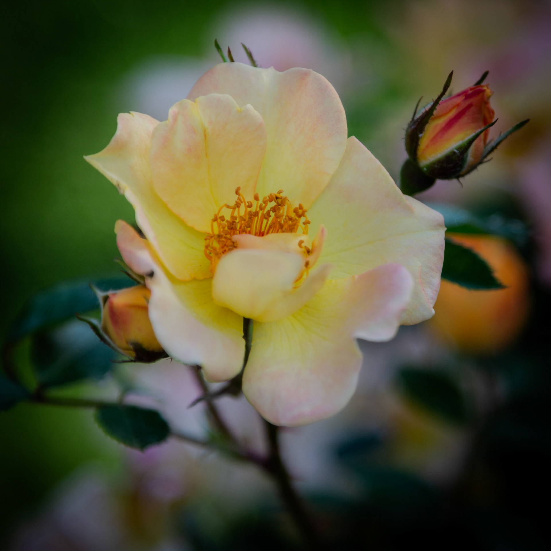 Harison's Yellow Rose