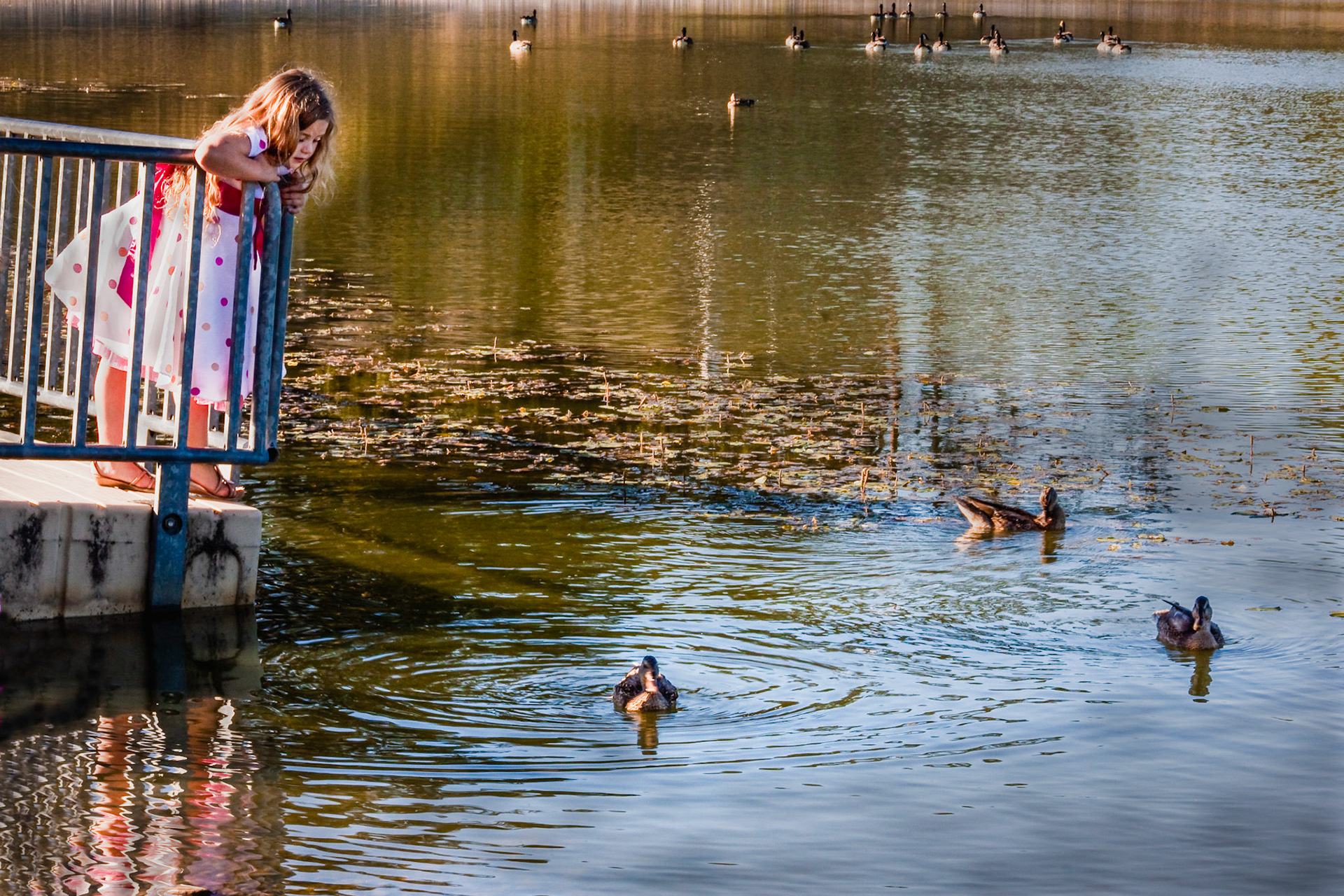 Duck adventure