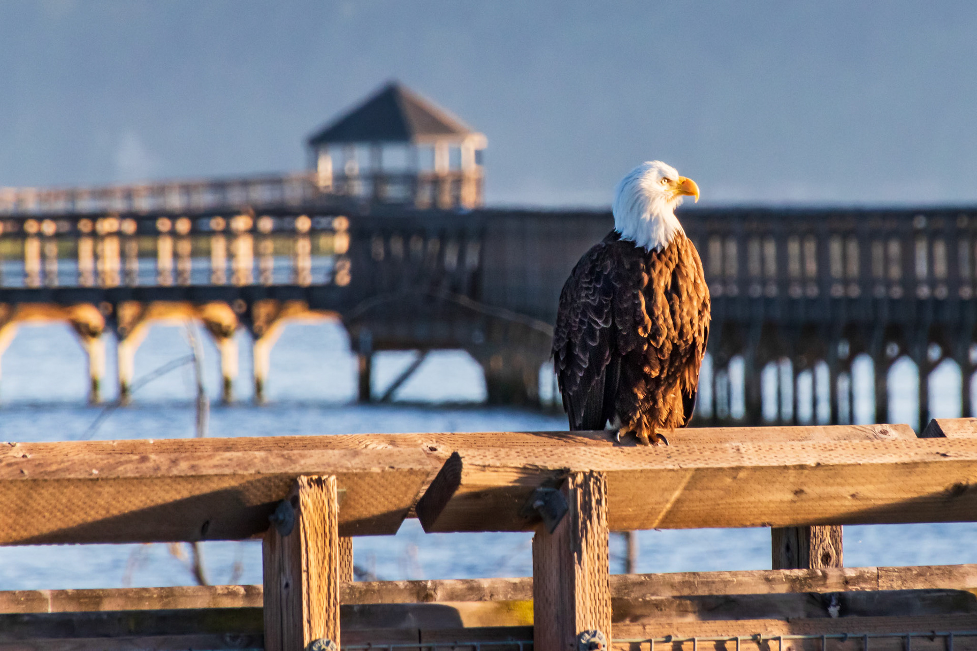 Perched on the Boardwalk