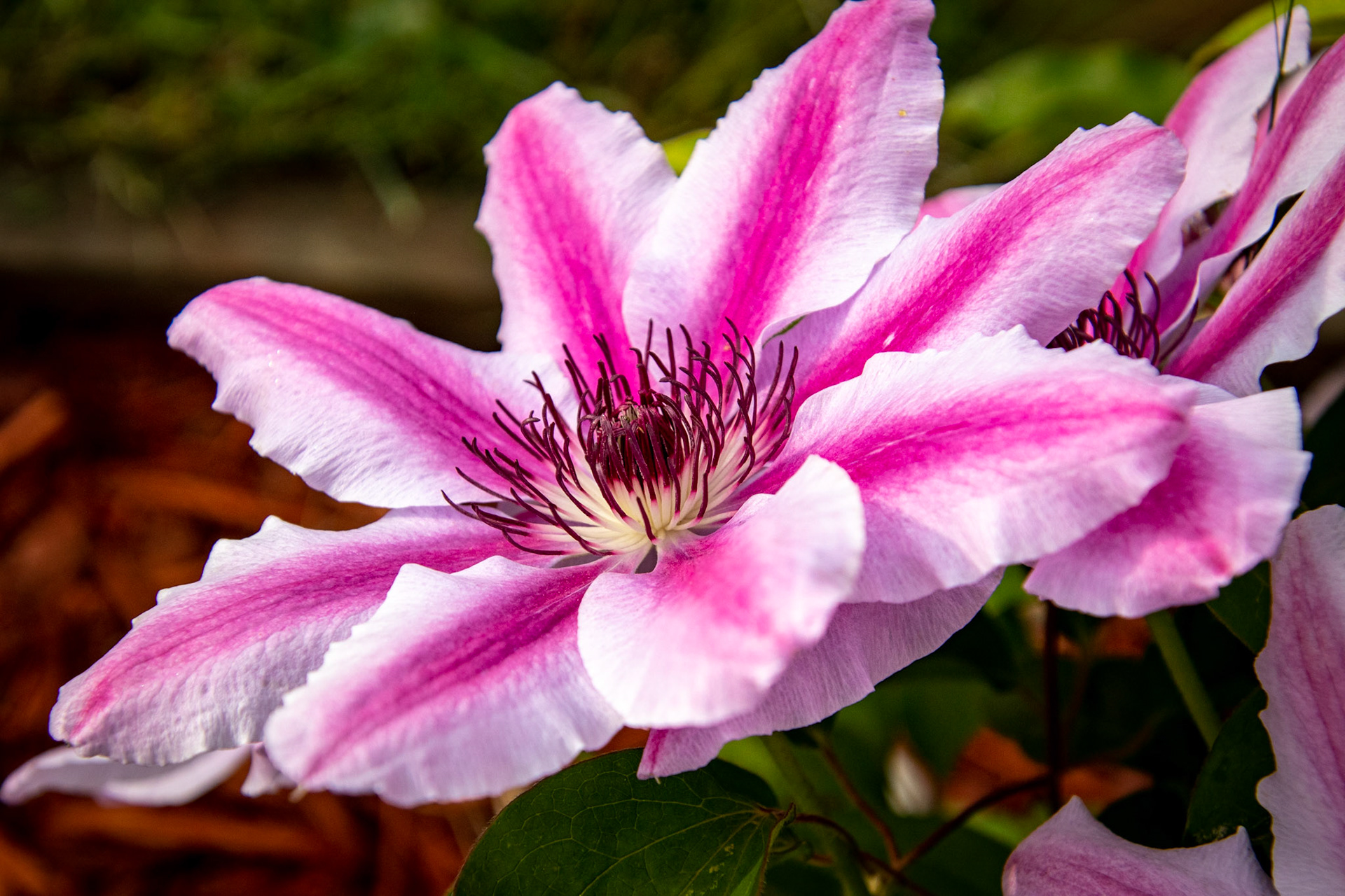 Clematis
