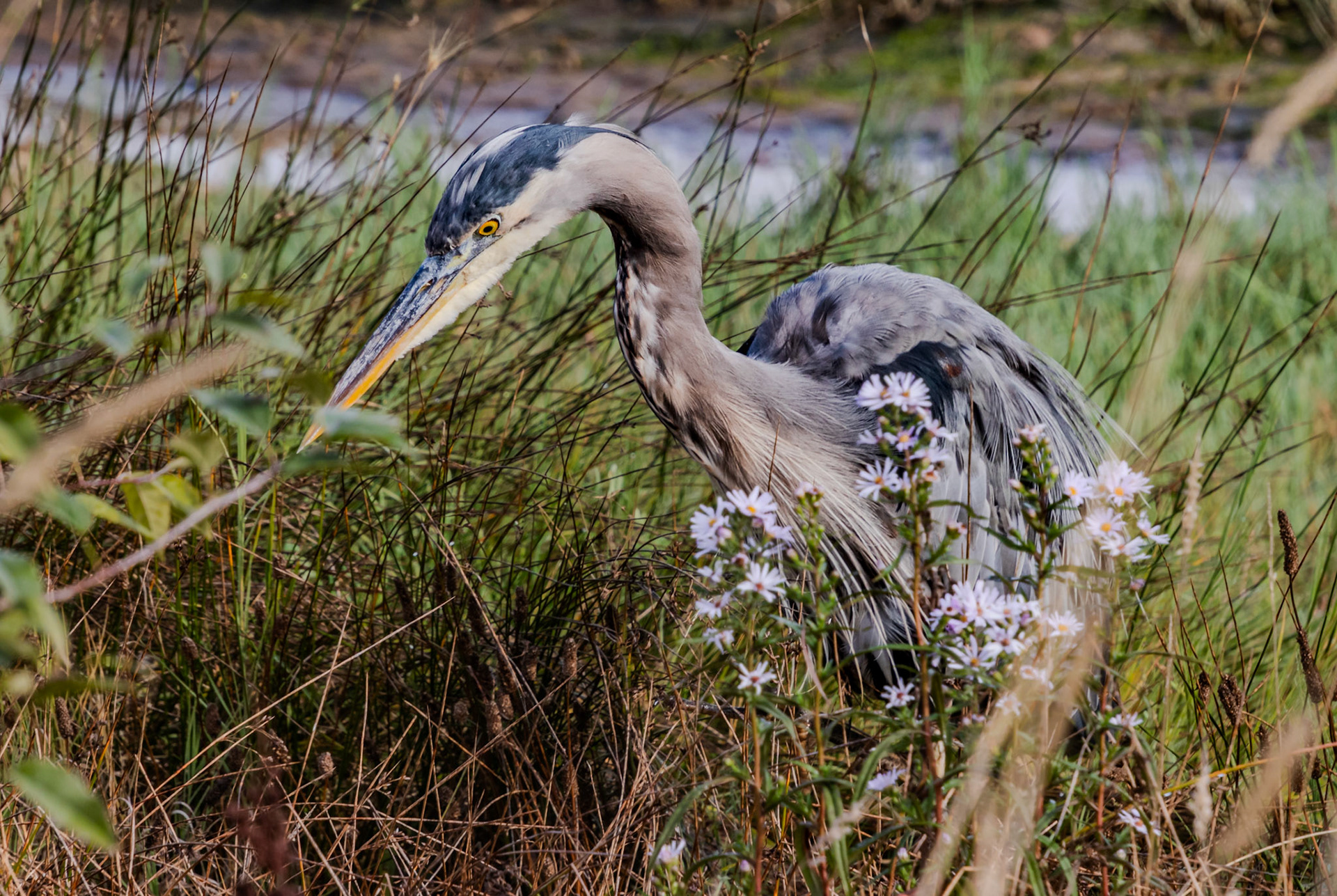 Great Blue Heron with Wildflowers