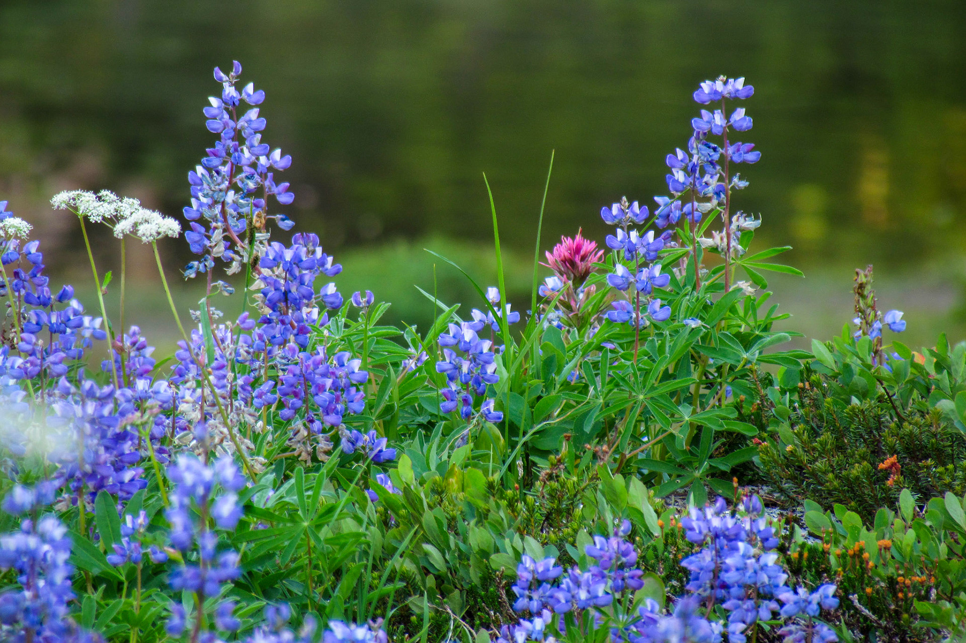 Lupine in Eunice Lake Valley, Mt. Rainier National Park