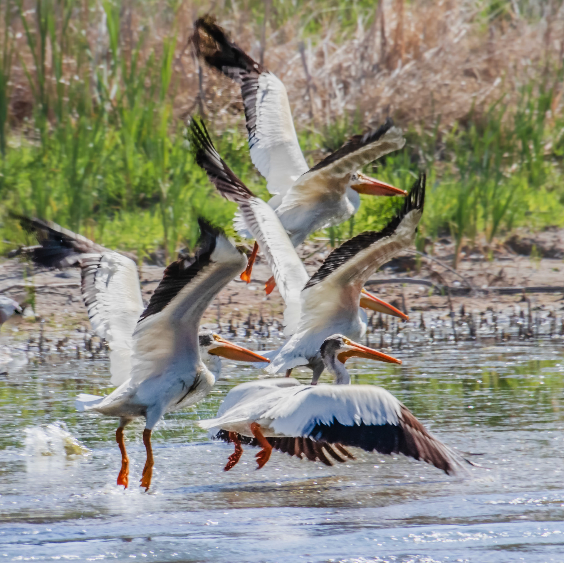 Pelicans lifting off