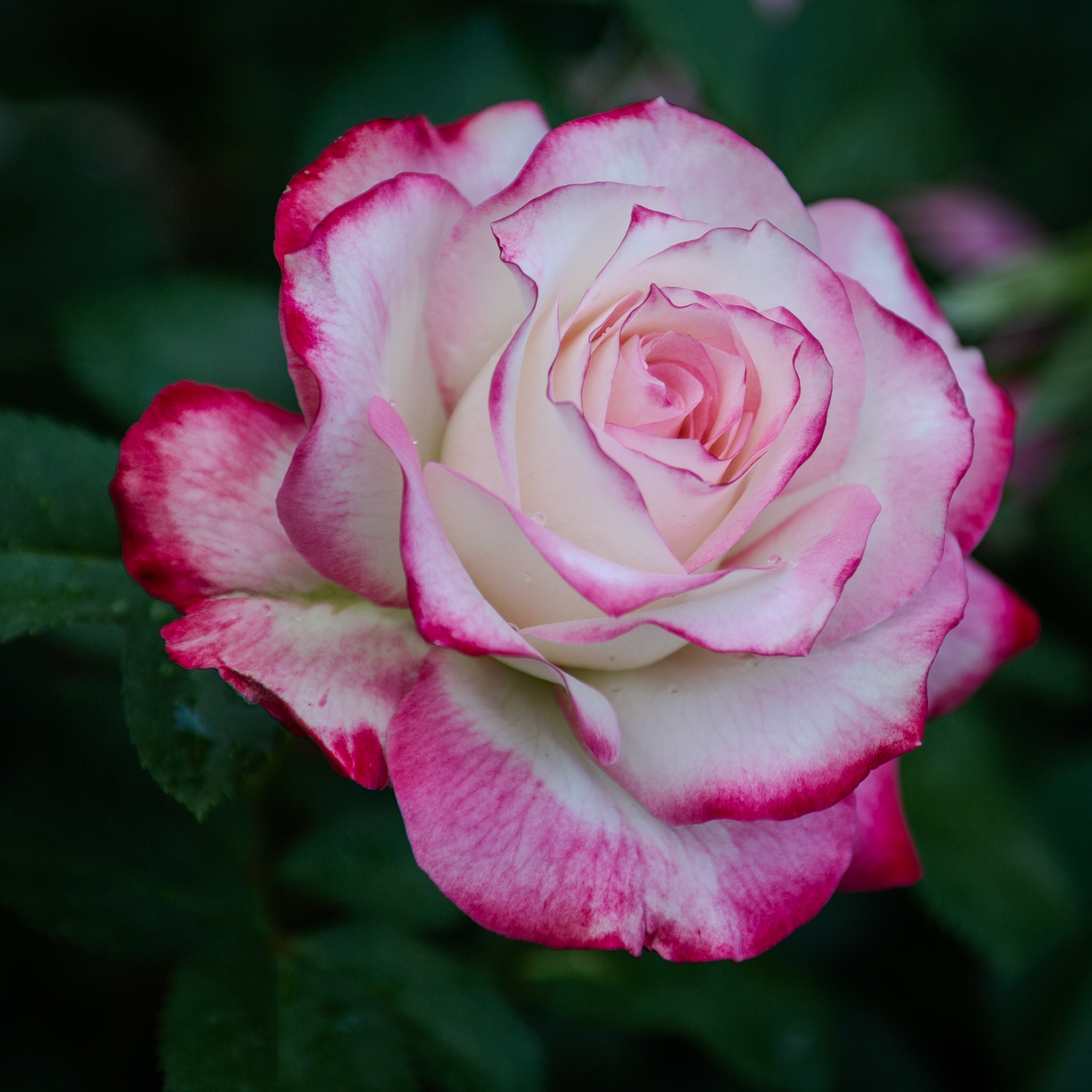 scarlett edged rose