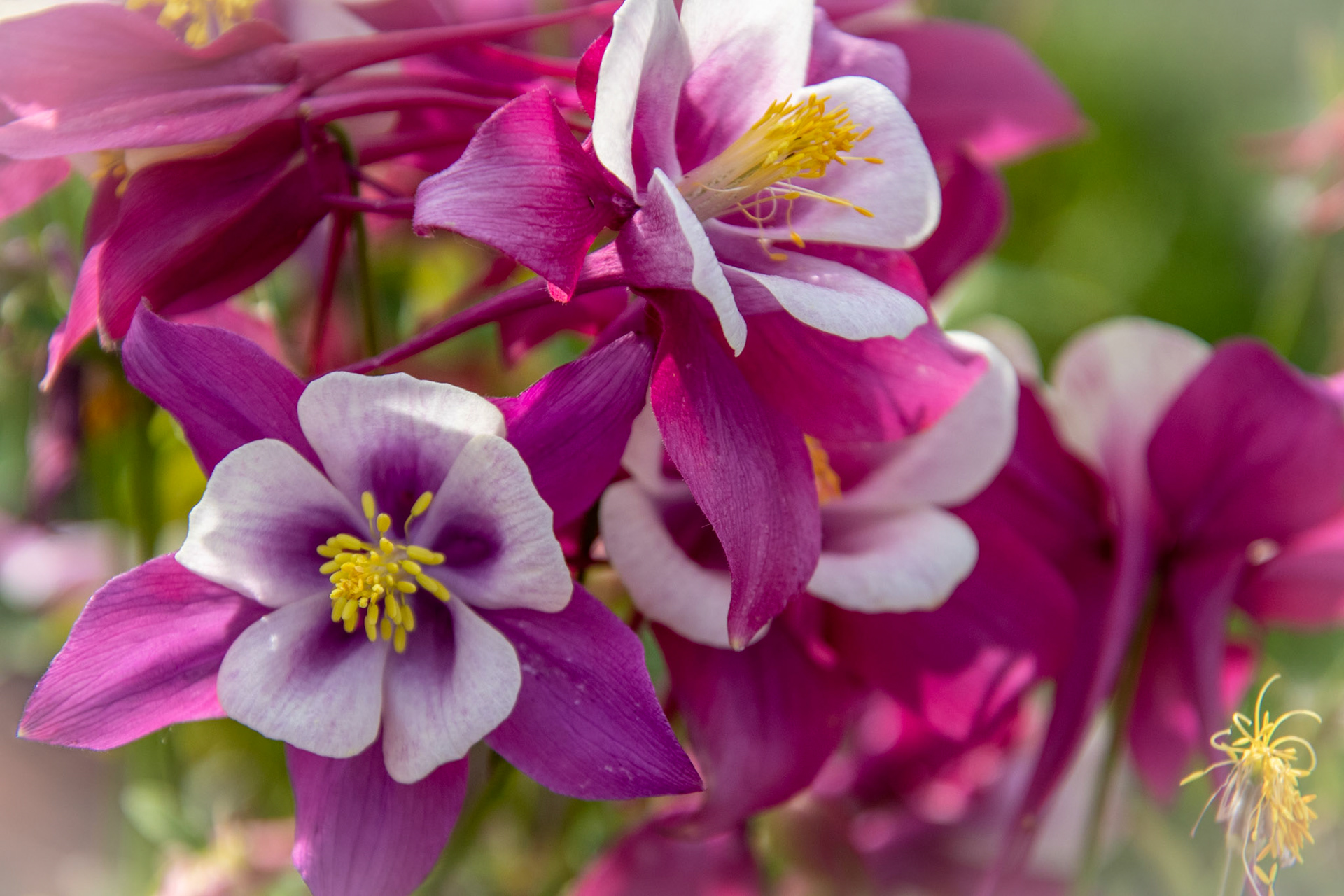 Columbine