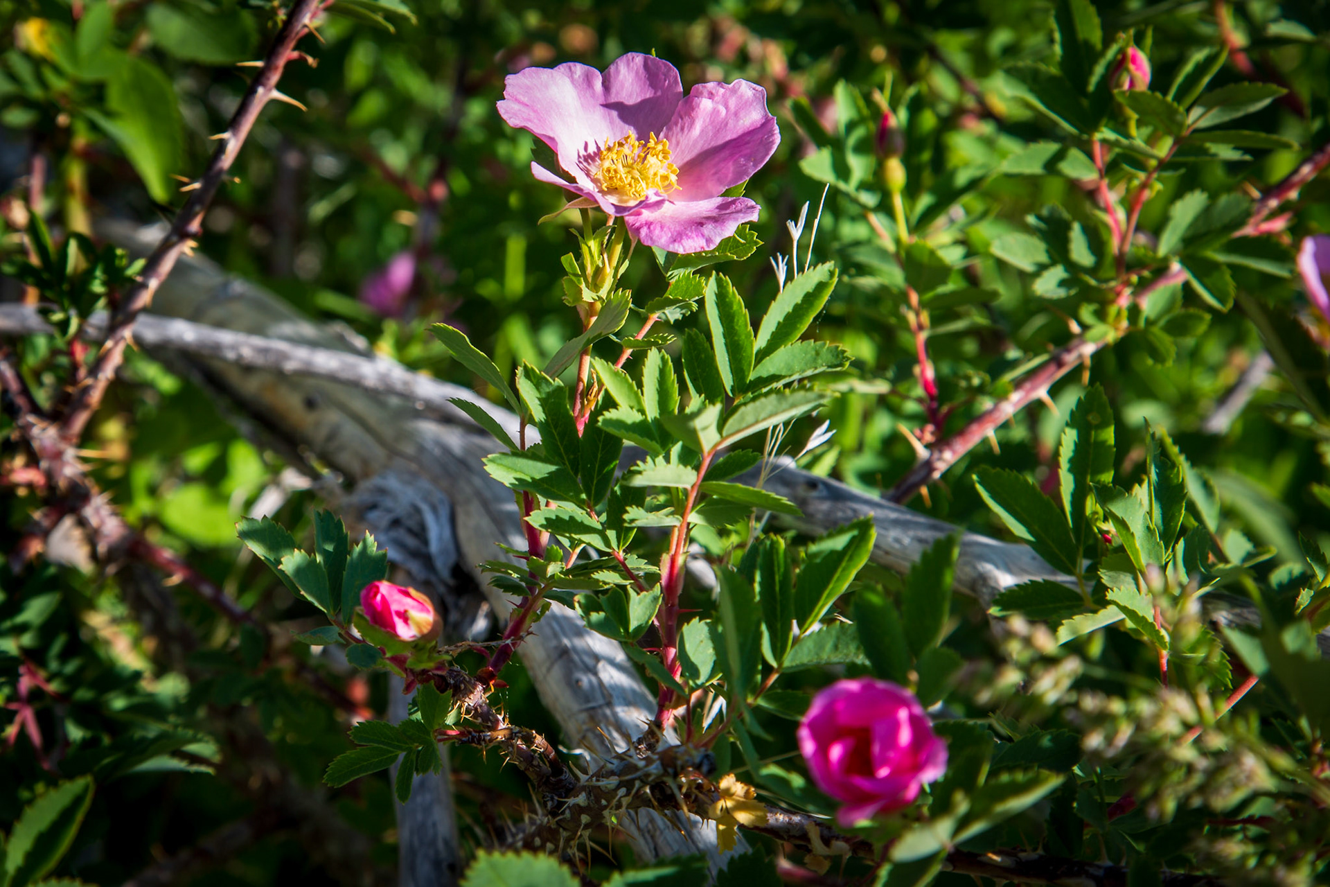 wild roses