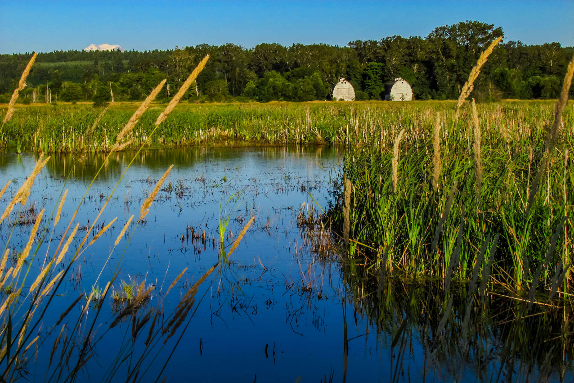 Twin Barns in July