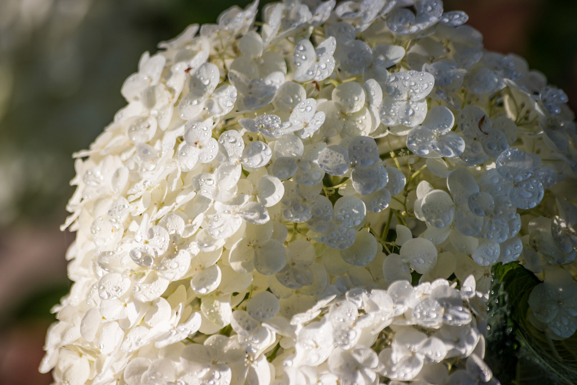 Hydrangeas after rain