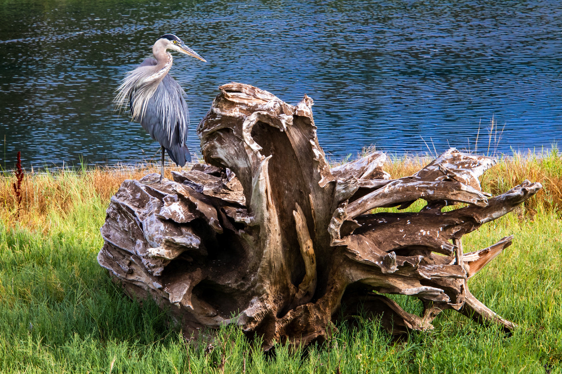 Great Blue Heron Perched on Driftwood