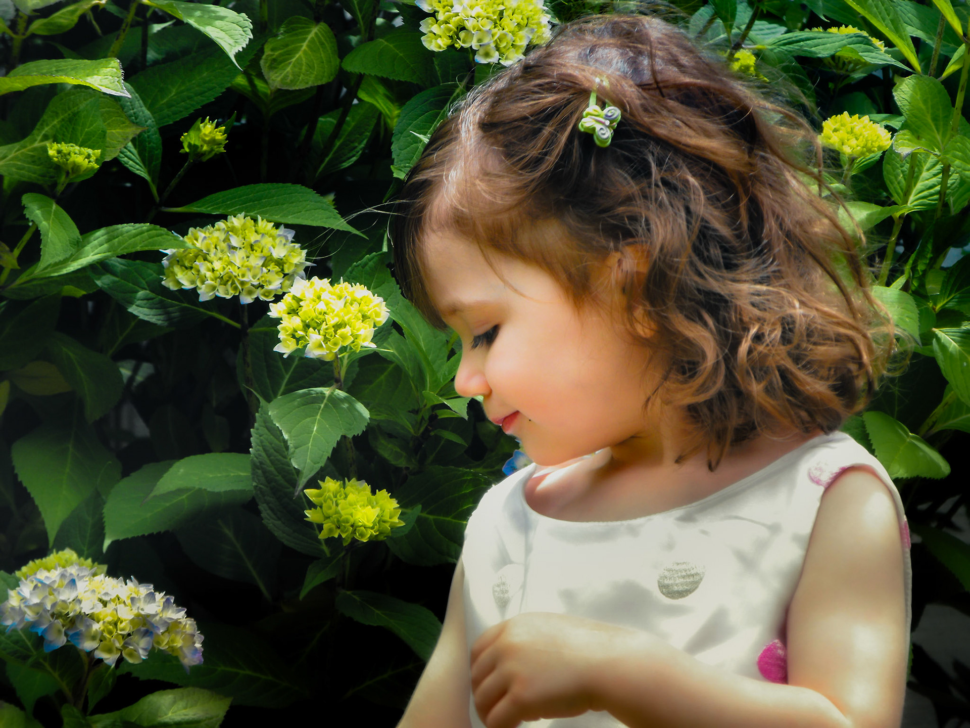 Looking at the Hydrangeas