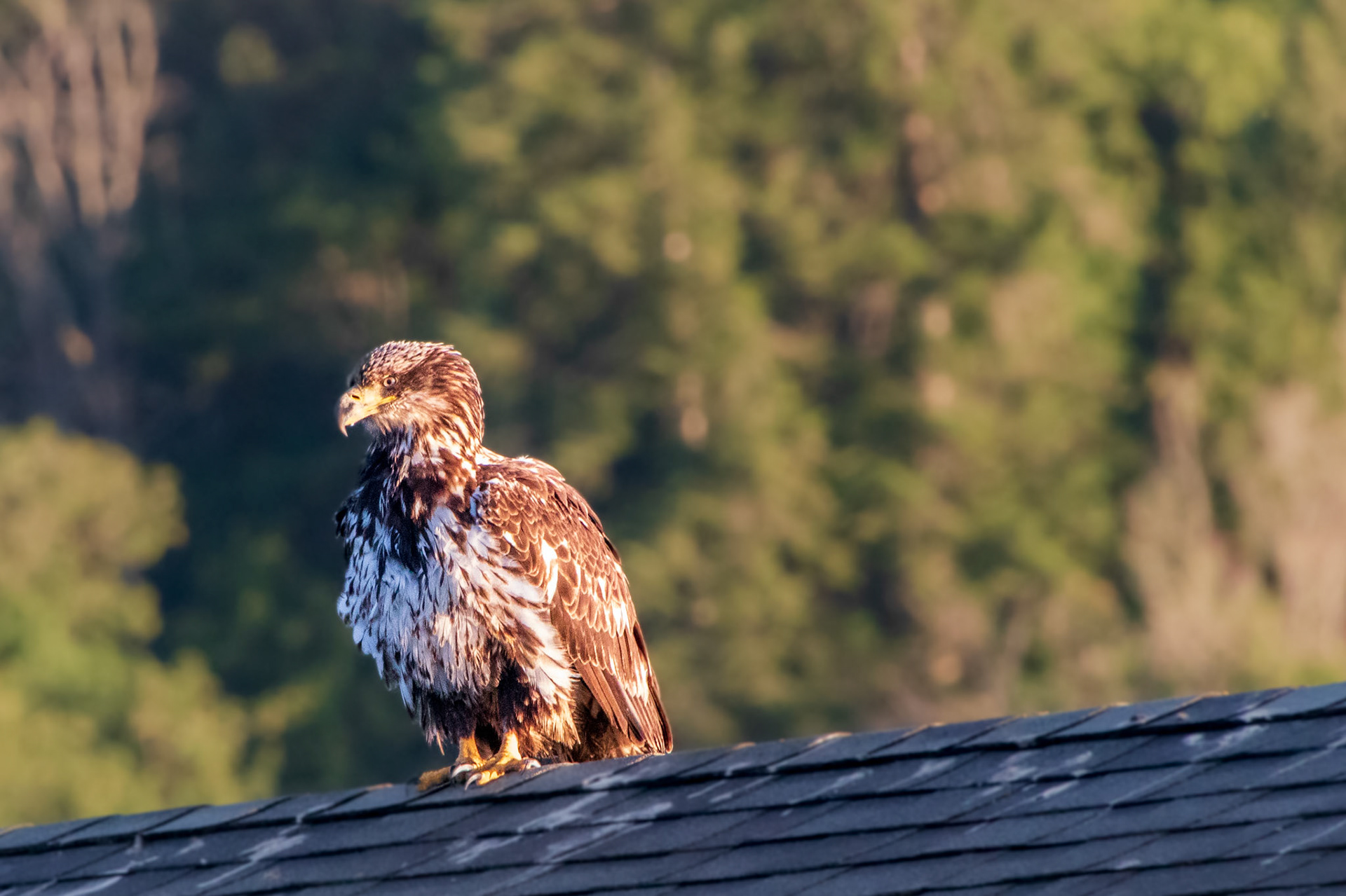 Immature Bald Eagle
