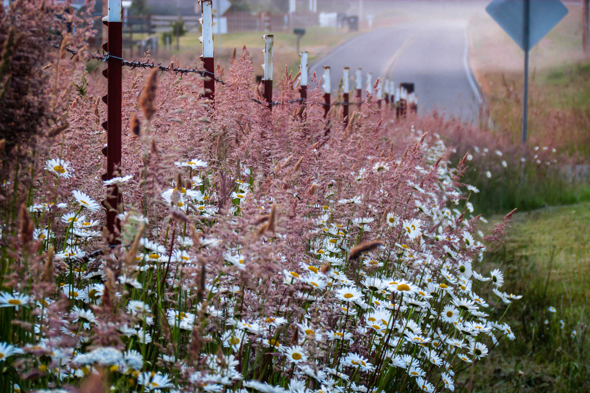 Wild flowers along fenceline