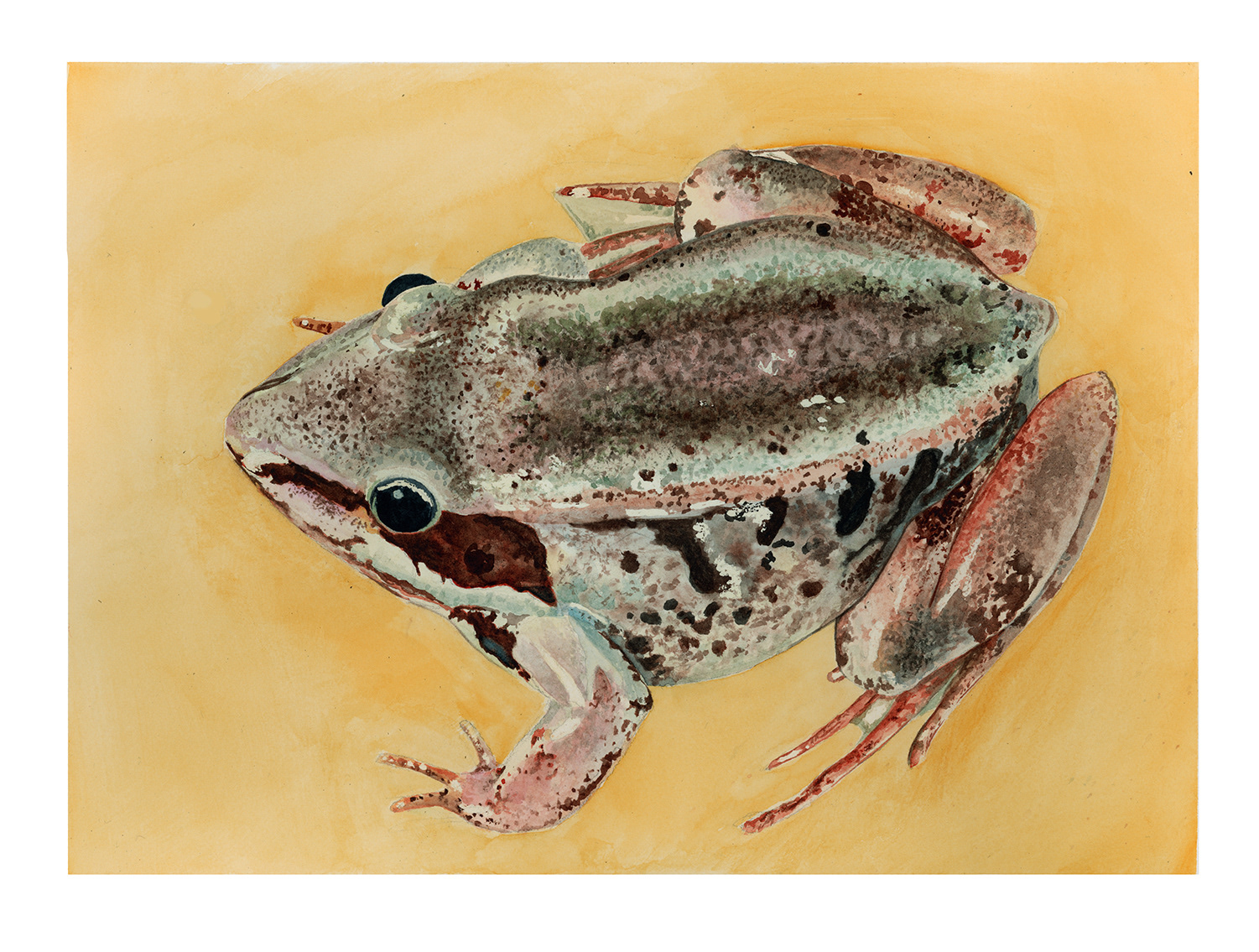 Alaskan Wood Frog / Watercolor