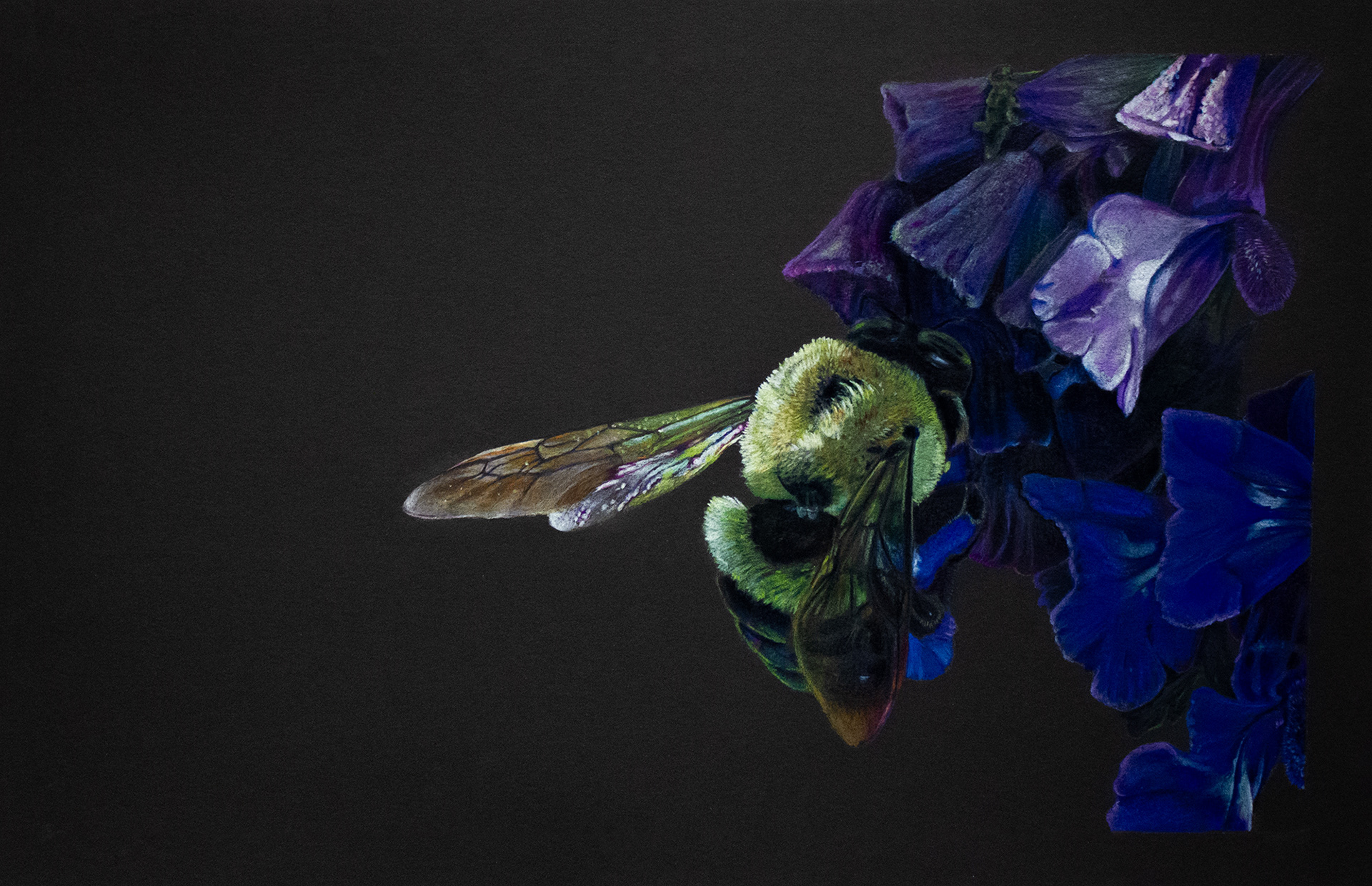 Window of the Wings, Colored Pencils, 17x11