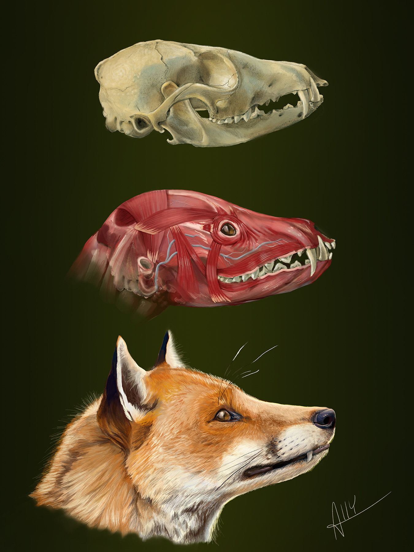 Fox Head Anatomy, Graphite sketch & Digital, 11.5x15