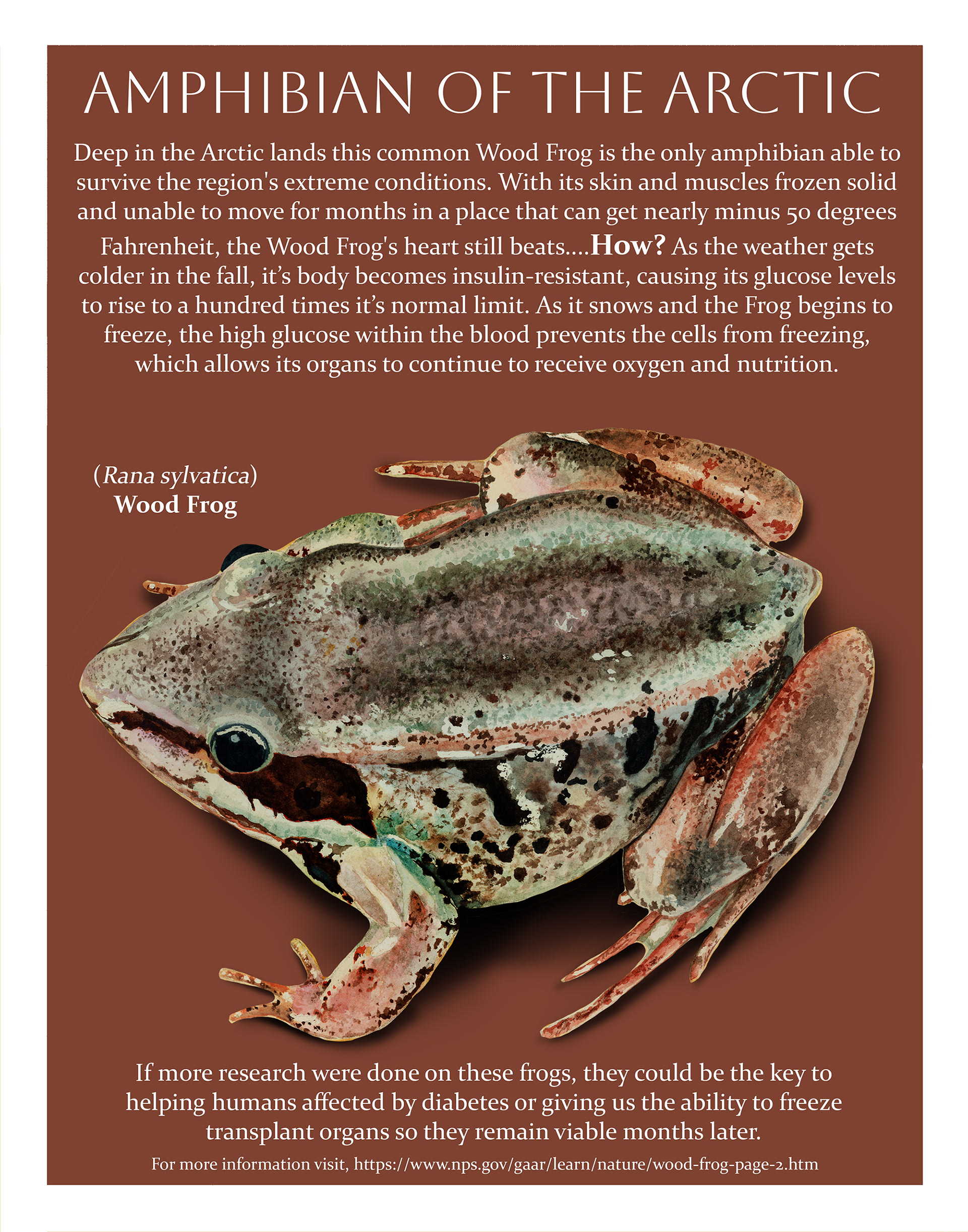 Amphibian of The Arctic Infographic, Watercolor & Digital Graphics, 11x14