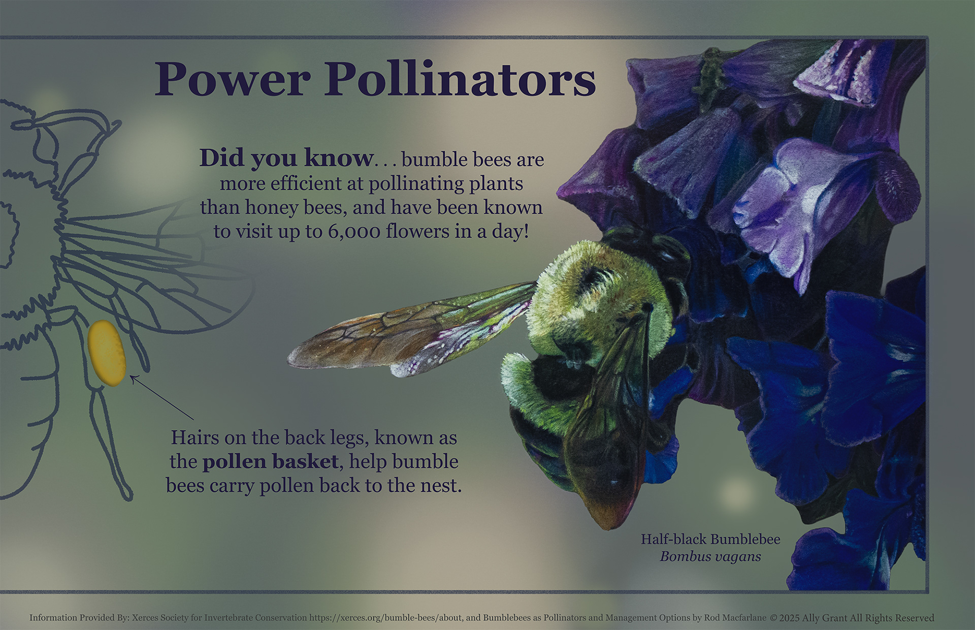 Power Pollinators Infographic, Prismacolor Pencil & Digital Graphics, 17x11