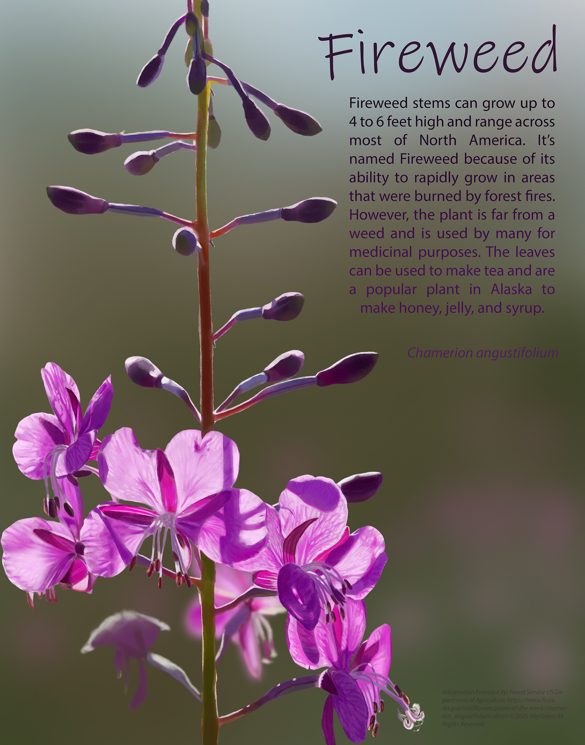 Fireweed Infographic, Digital Painting, 11x14