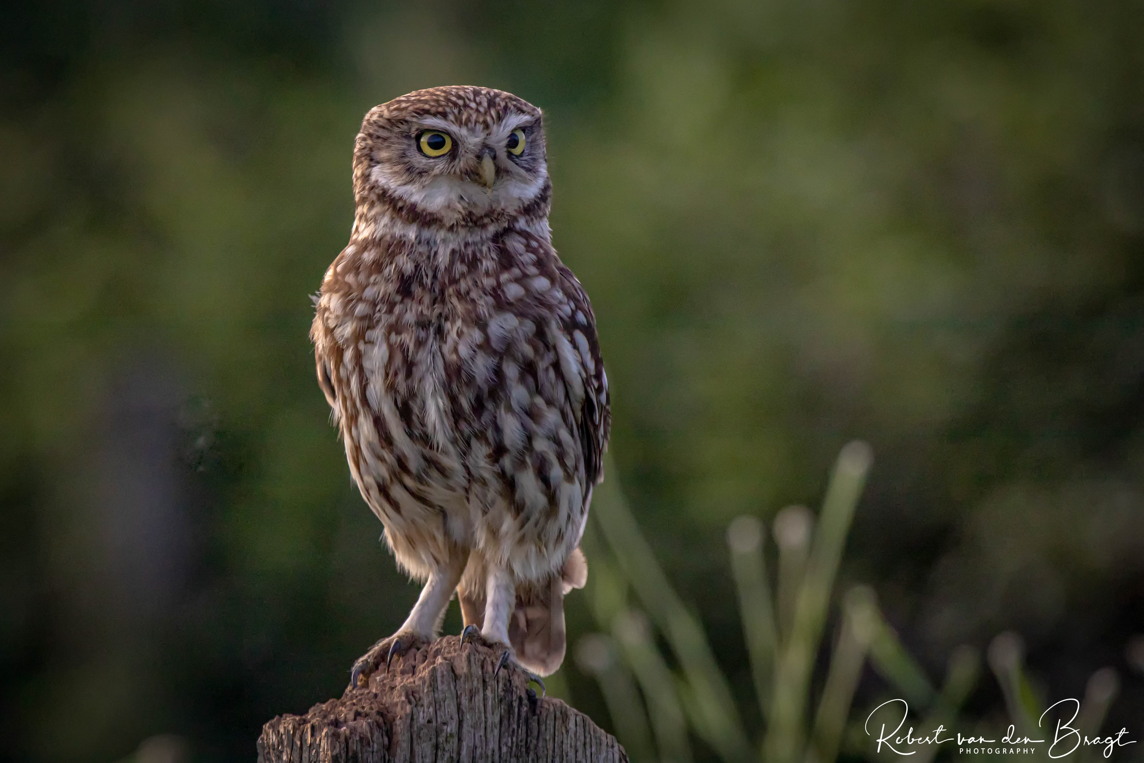little owl