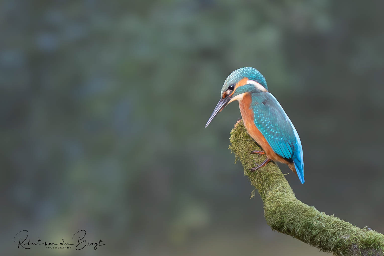 Ijsvogel