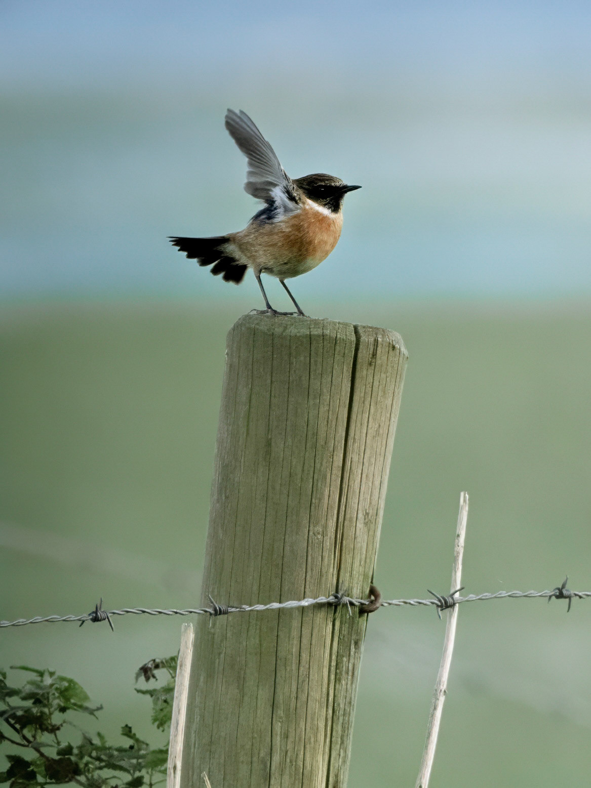 Roodborsttapuit - European stonechat