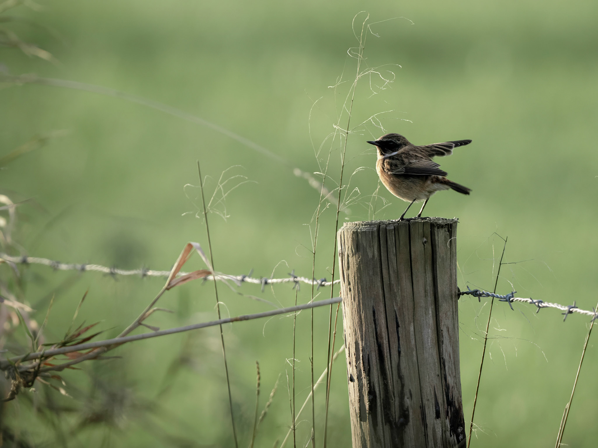 Roodborsttapuit - European stonechat