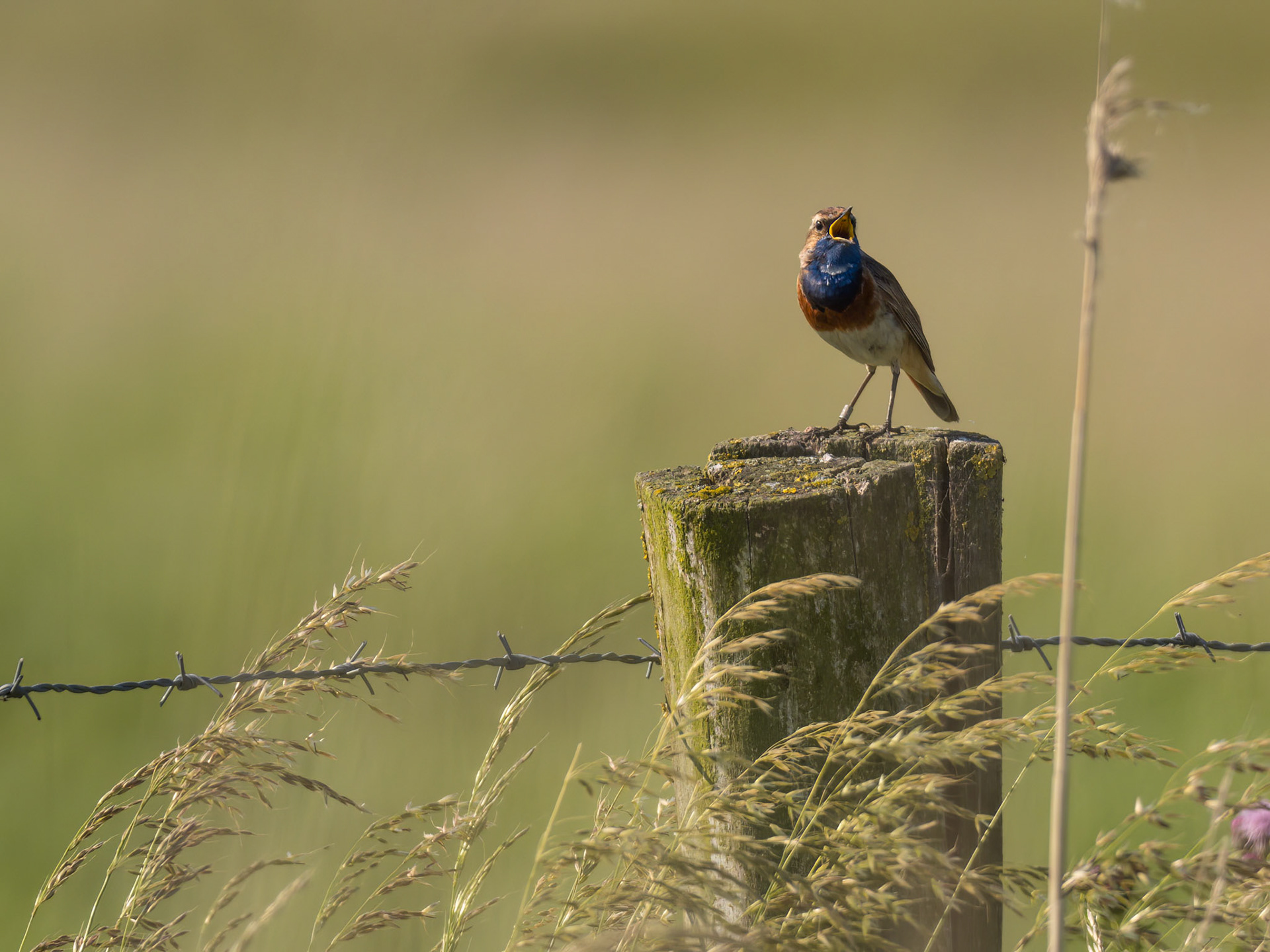 Blauwborst - Bluethroat