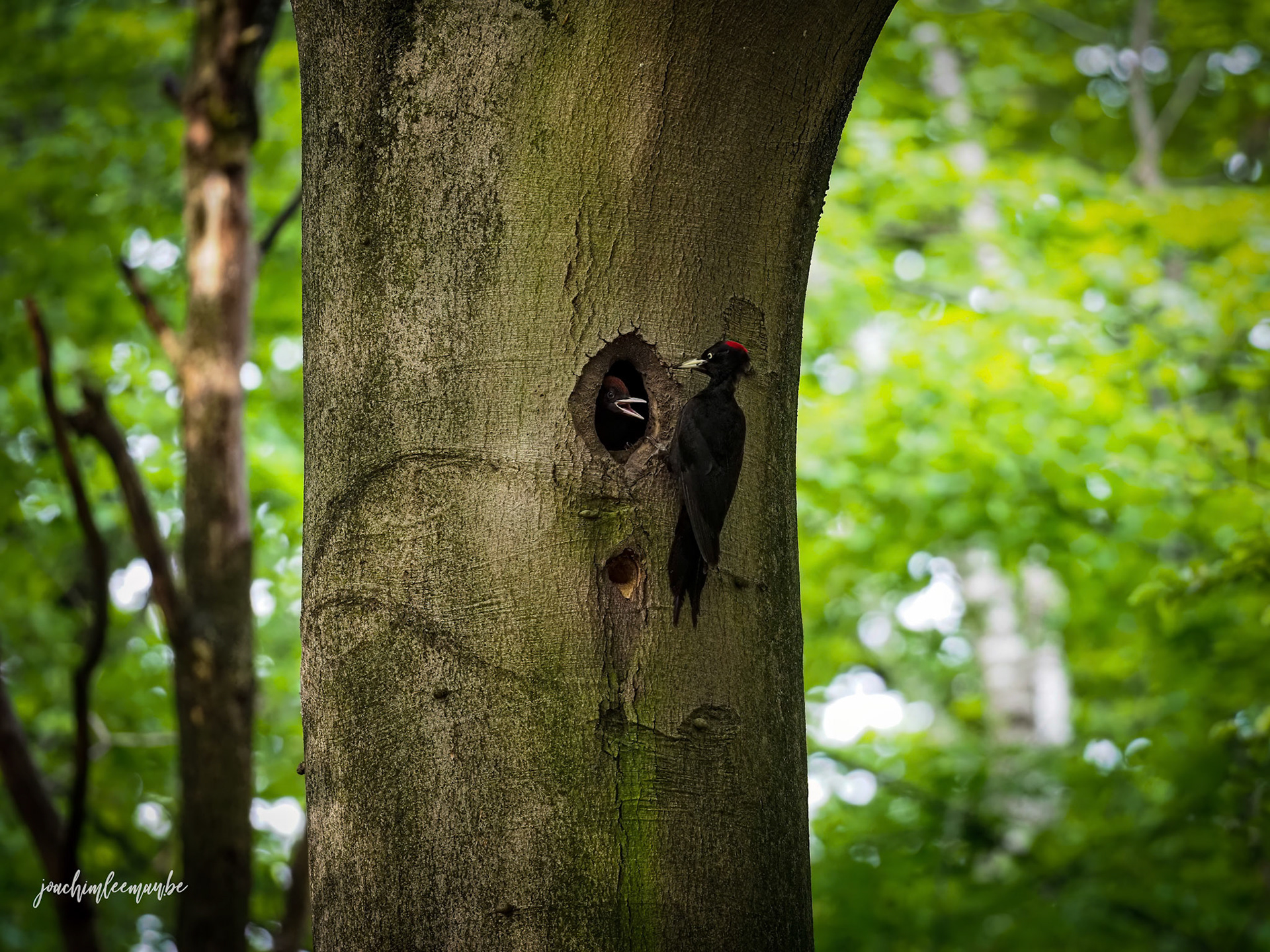 Zwarte Specht - Black Woodpecker