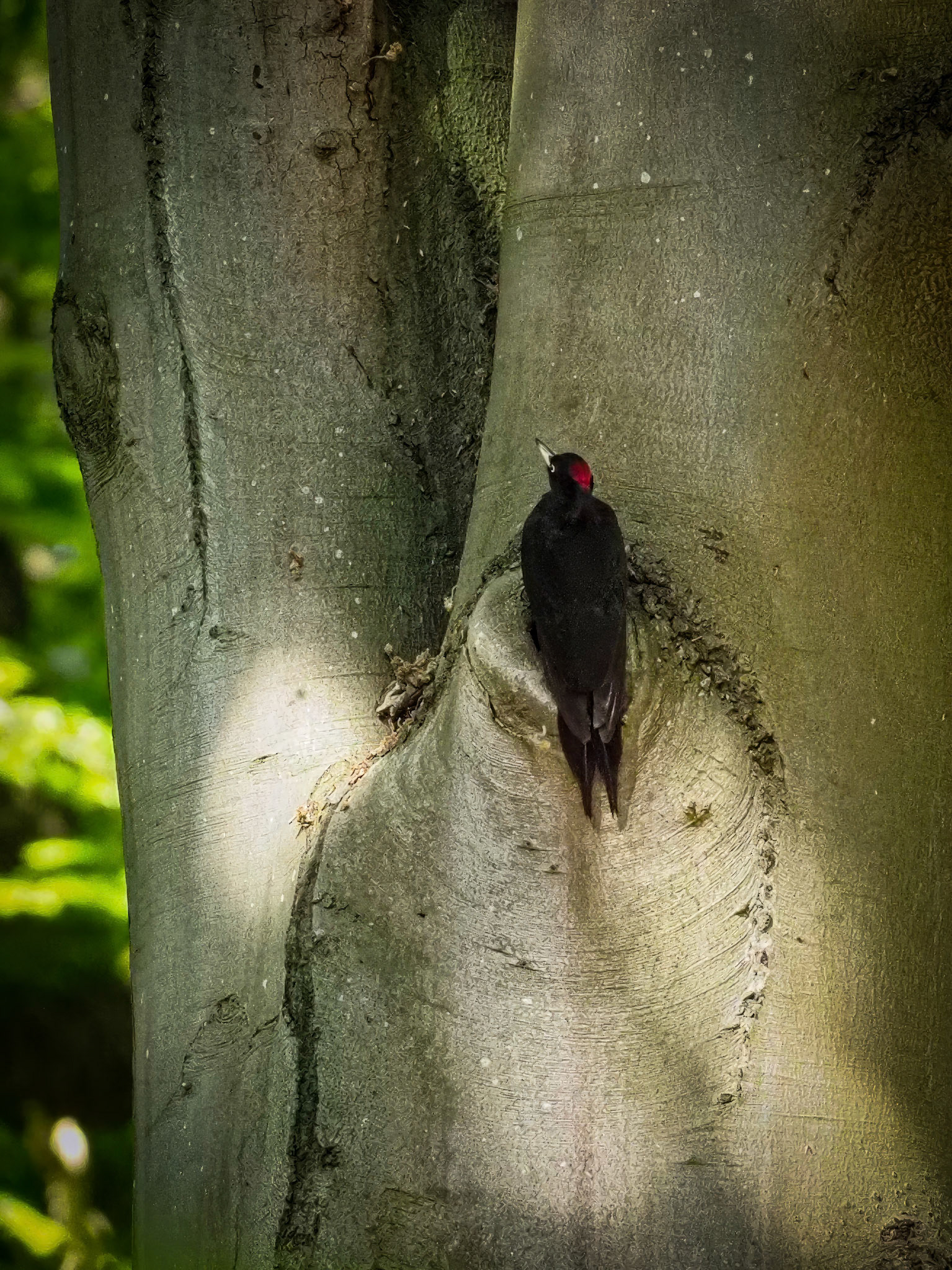 Zwarte Specht - Black Woodpecker