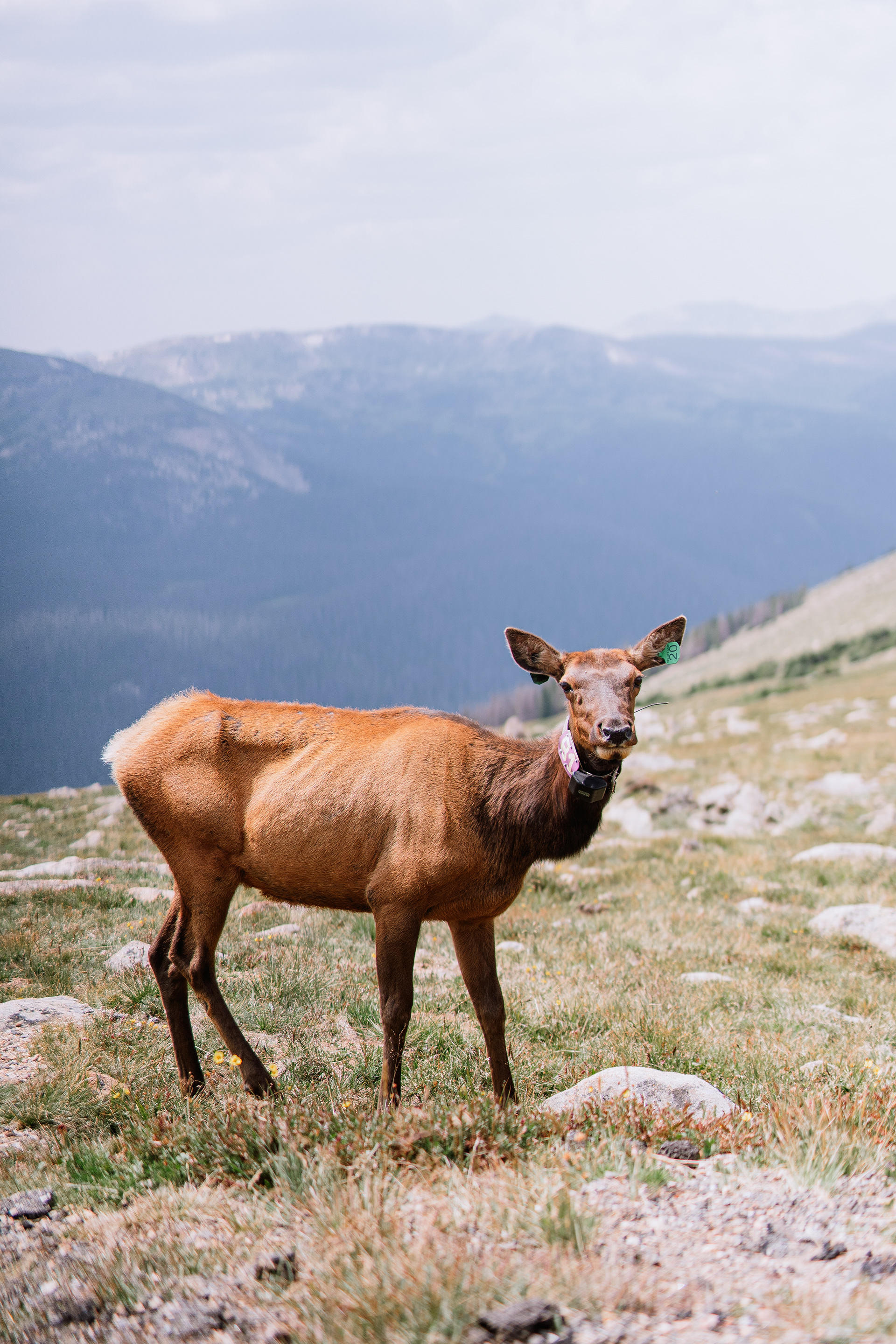 Rocky Mountain National Park, CO