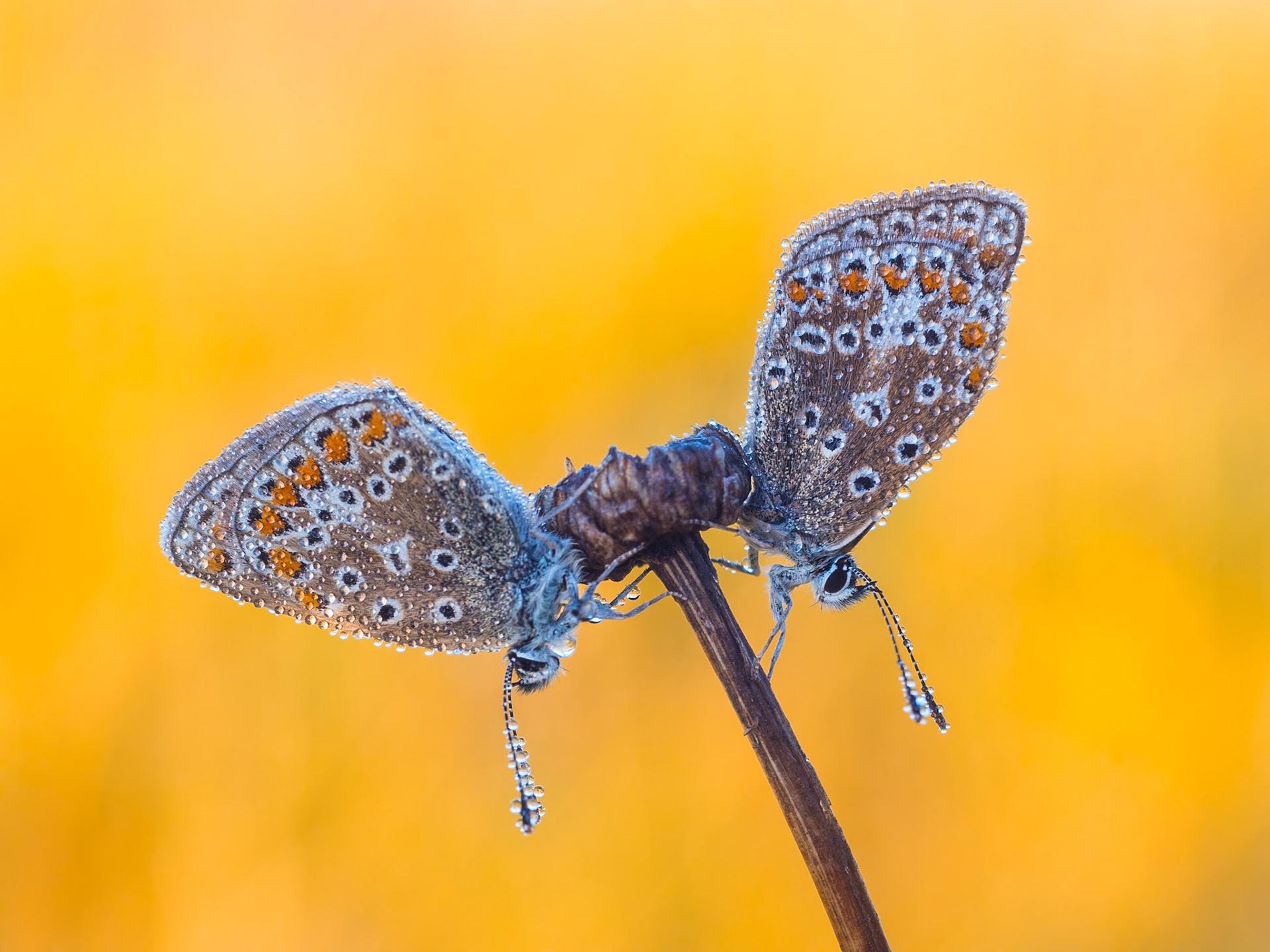 Two symmetrical Common Blue butterflies on a dried flower stem with a golden backlit field as a background
