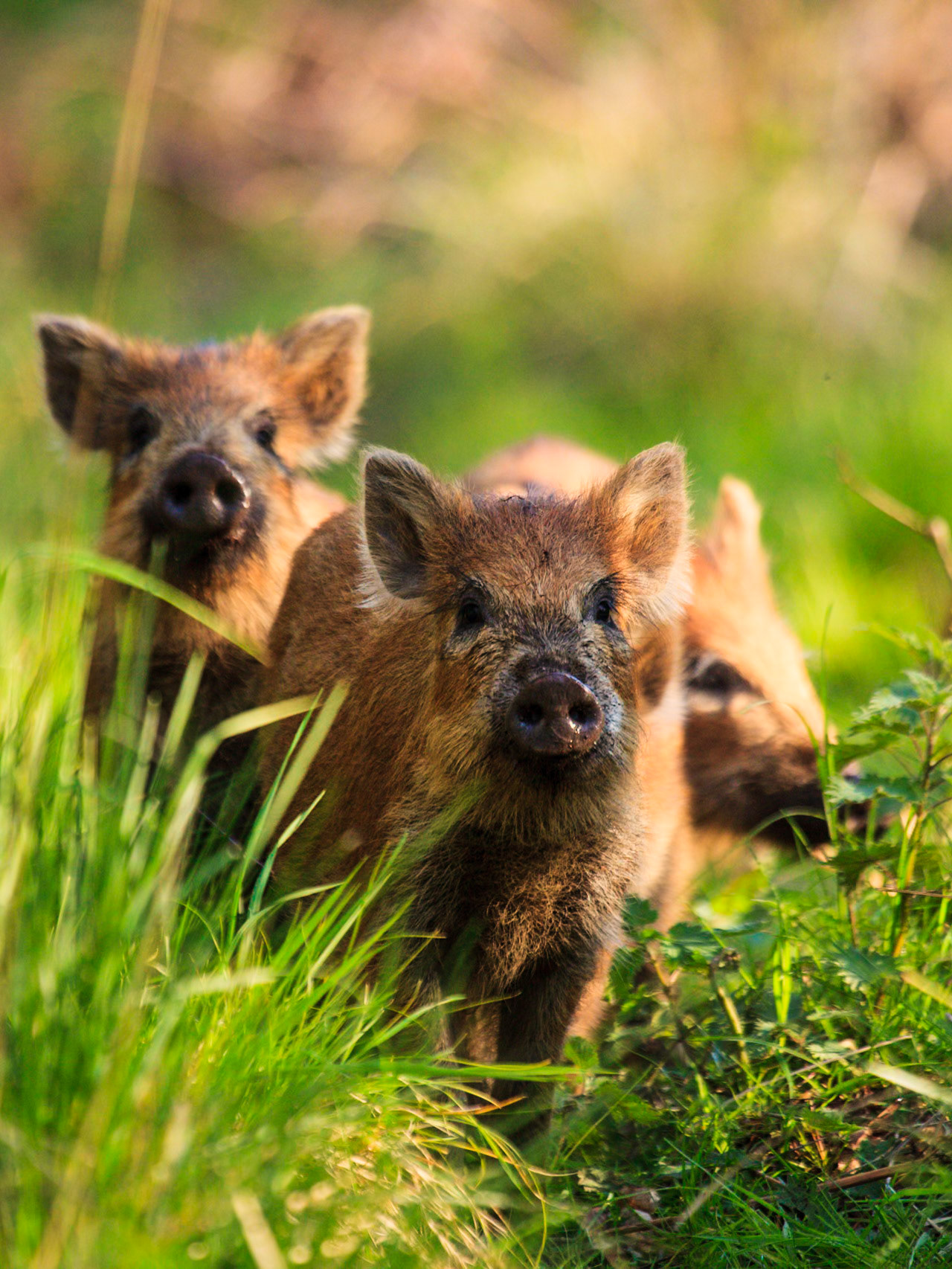 Wild Board Piglets